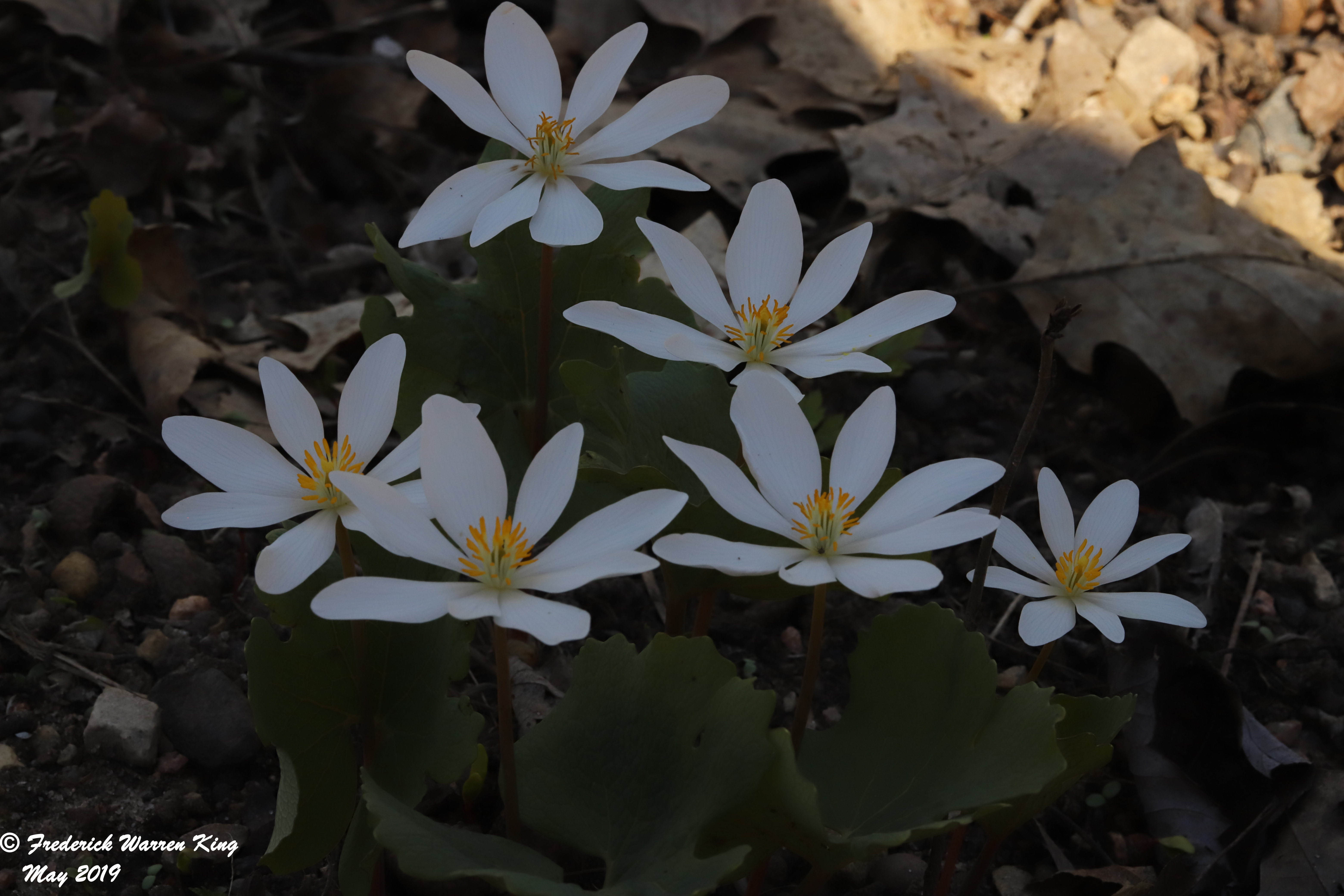 putnam-Sanguinaria-canadensis-05-04-2019-IMG_1388.JPG