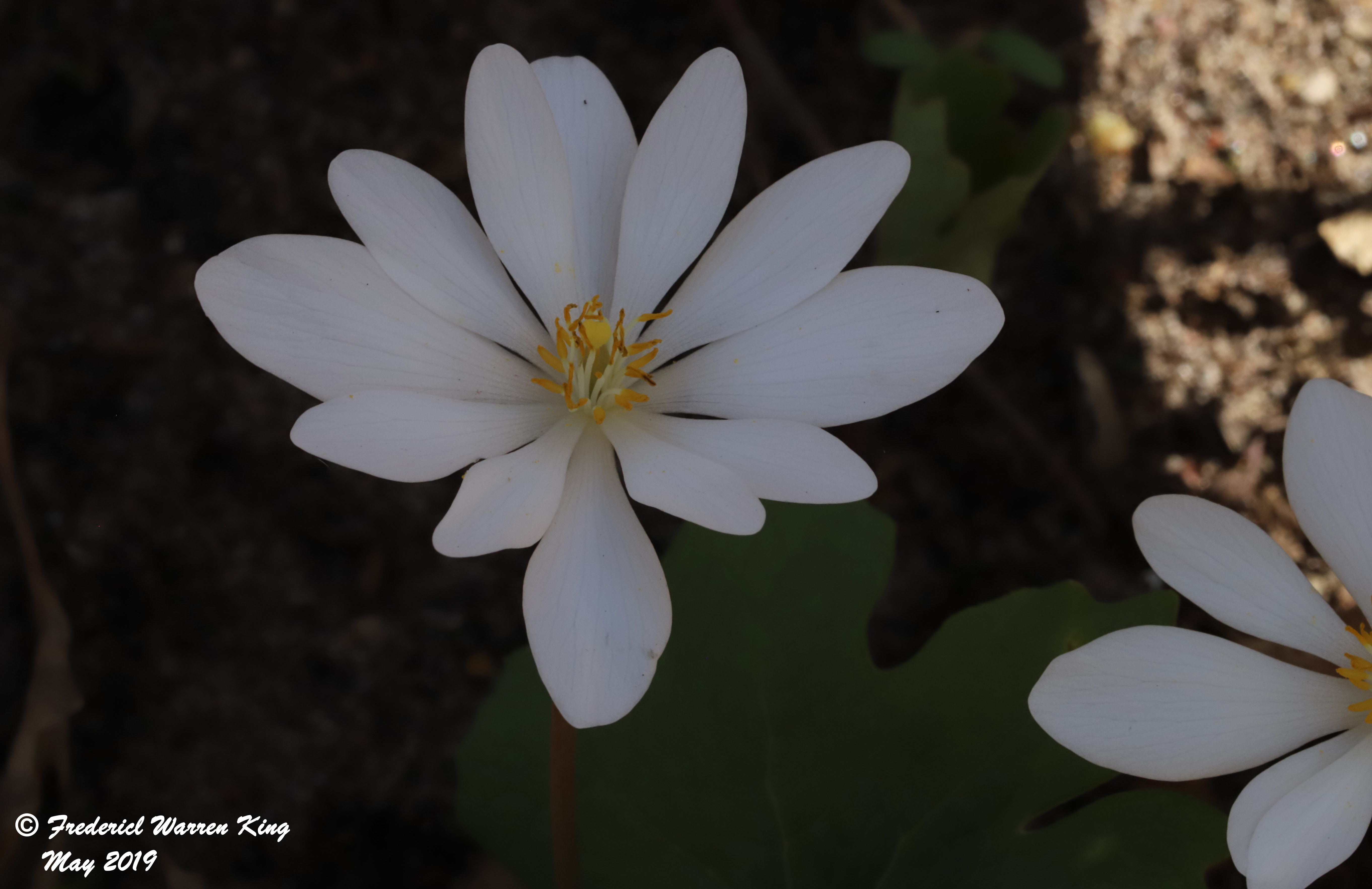 putnam-Sanguinaria-canadensis-05-04-2019-IMG_1399.JPG