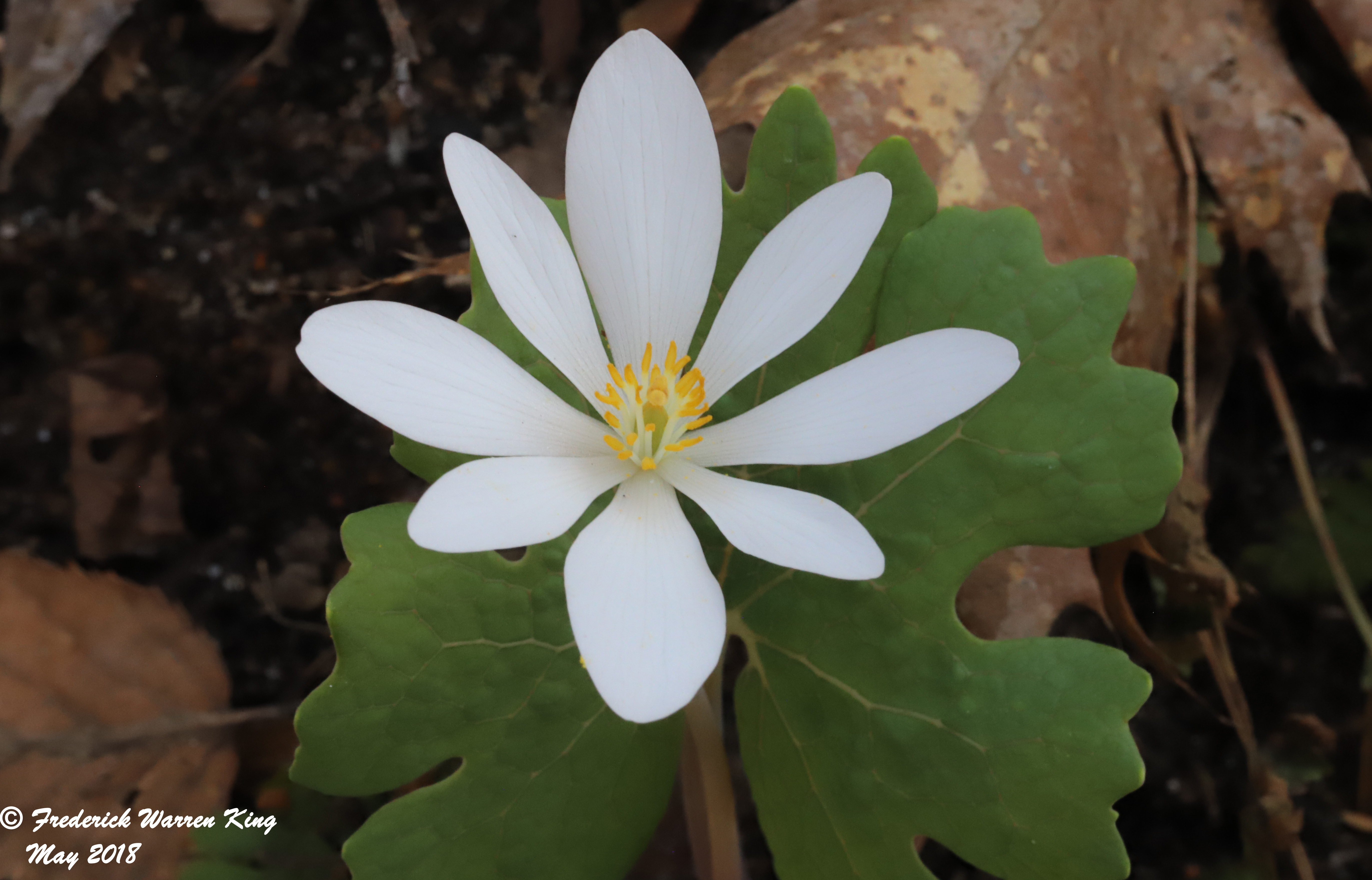 putnam-Sanguinaria-canadensis-05-05-2018-IMG_0056.JPG