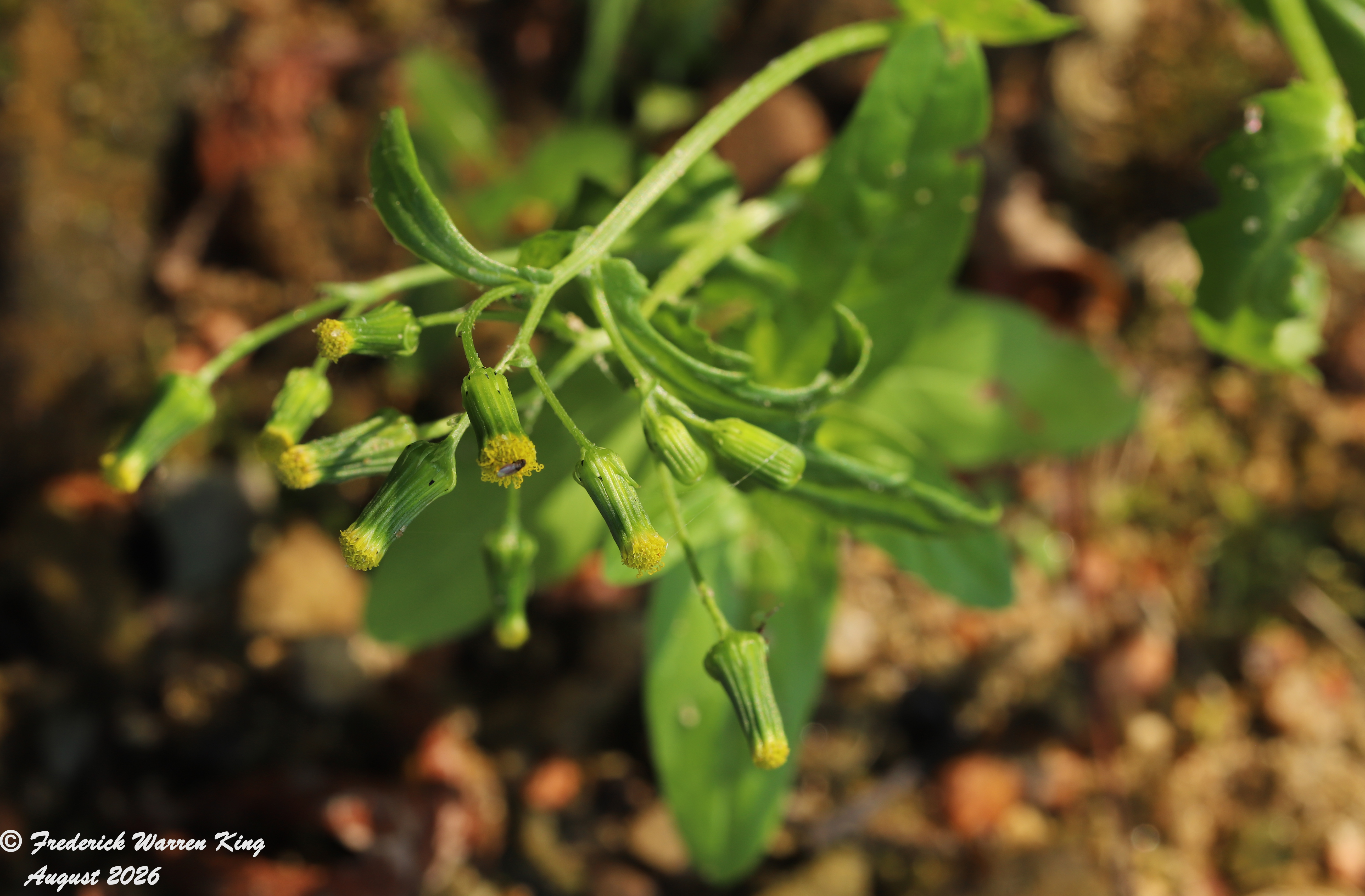 putnam-Senecio-vulgaris-08-10-2026-IMG_6195.JPG