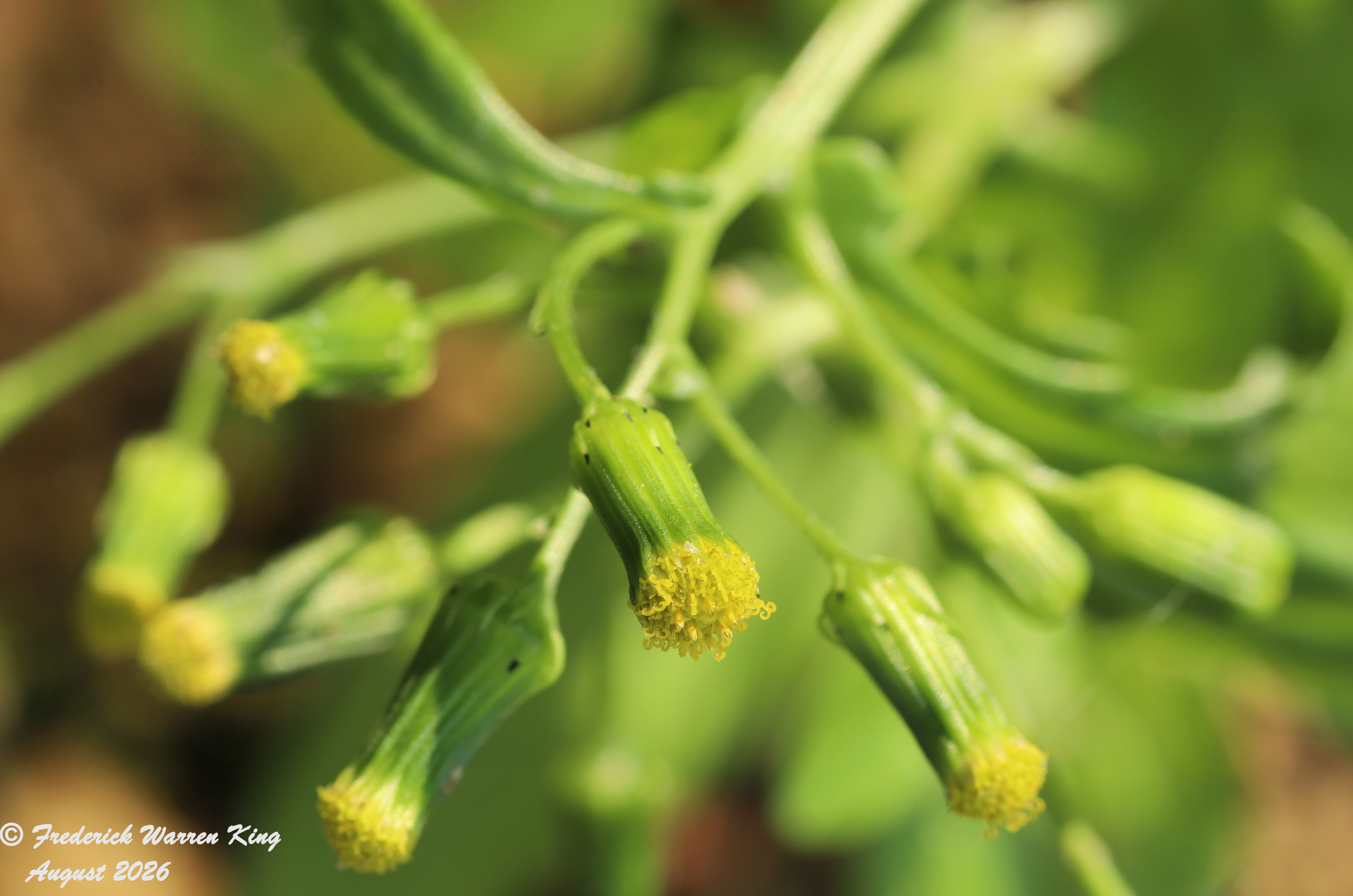 putnam-Senecio-vulgaris-08-10-2026-IMG_6197.JPG