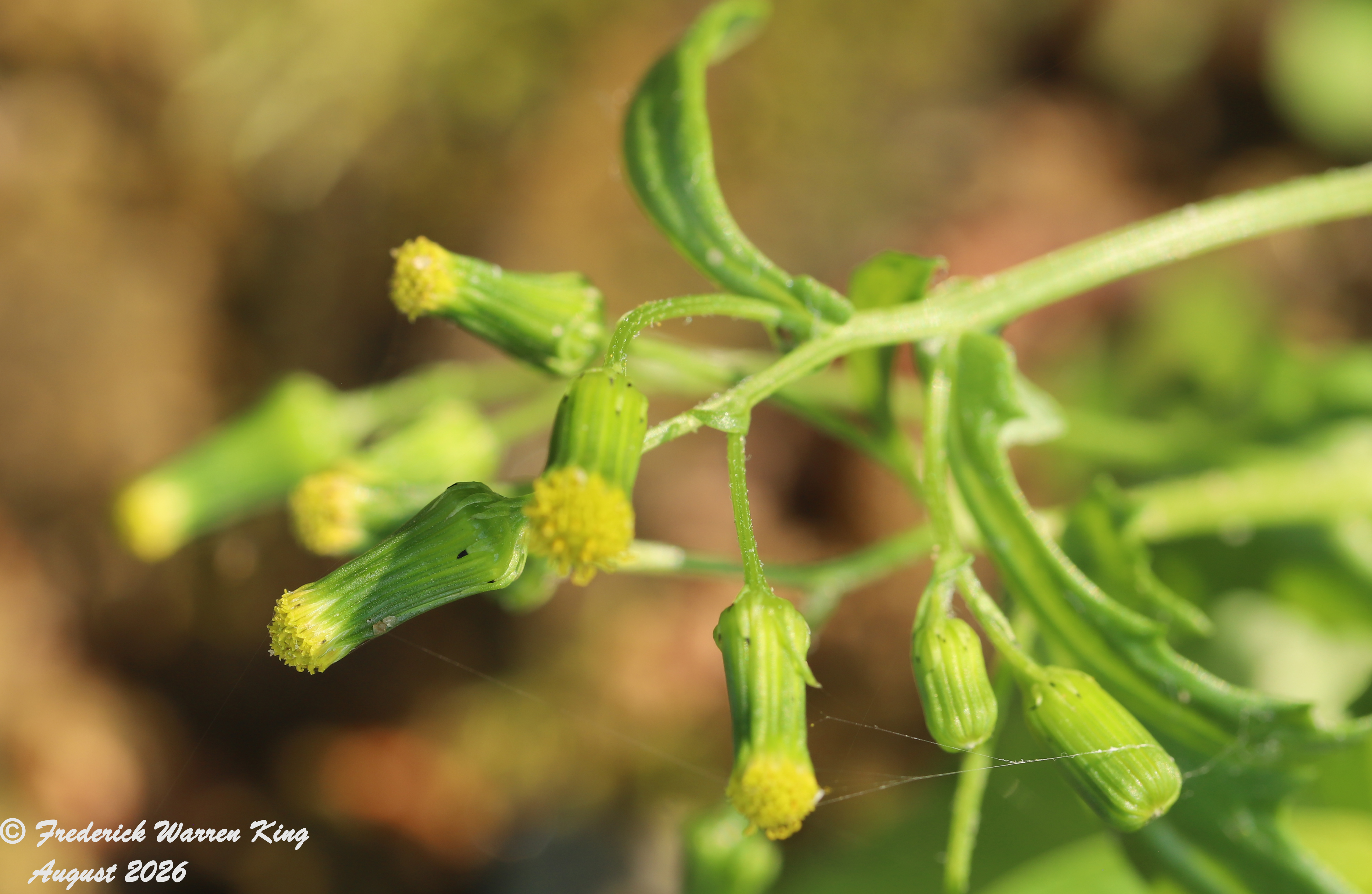 putnam-Senecio-vulgaris-08-10-2026-IMG_6201.JPG