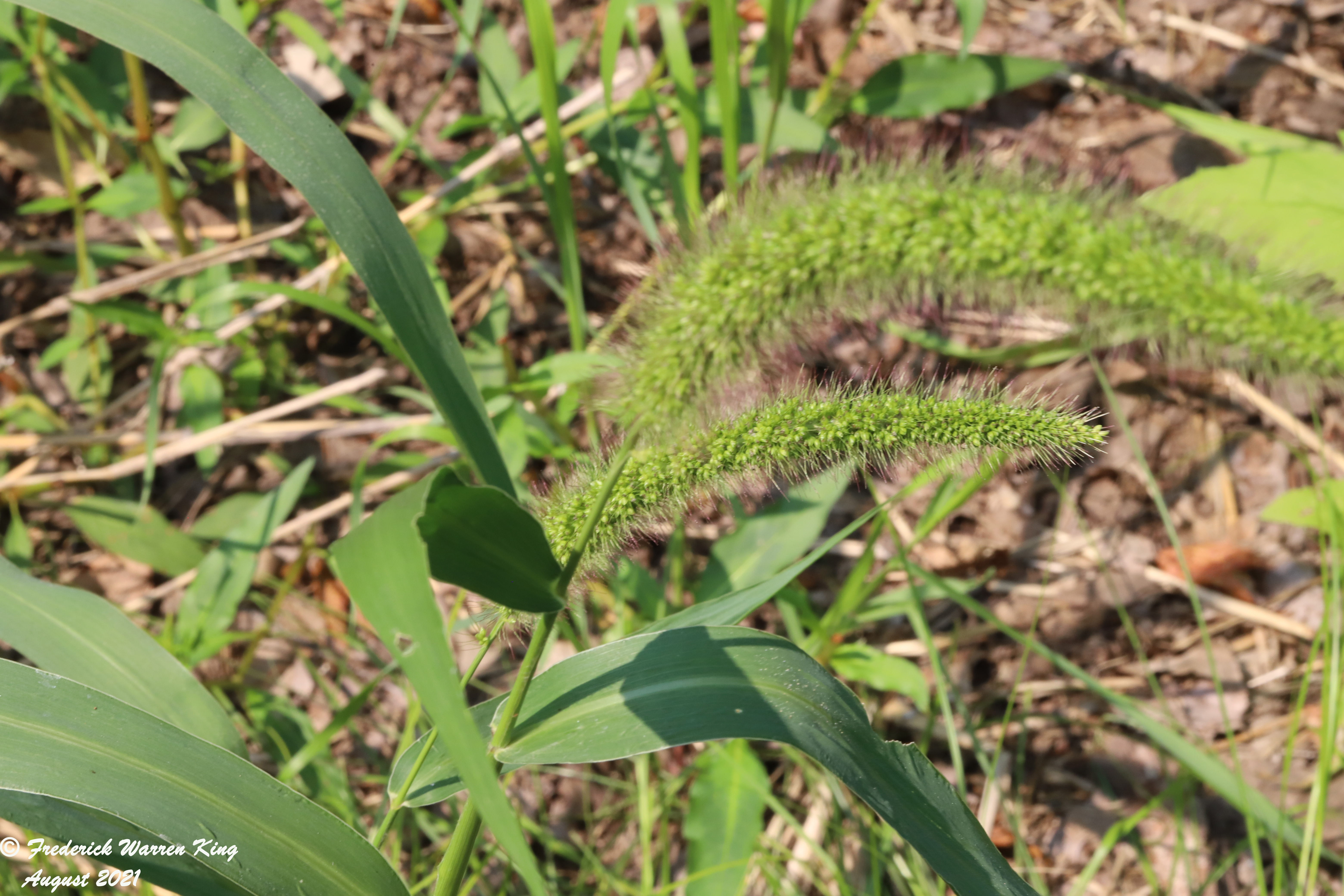 putnam-Setaria-viridis-08-02-2021-IMG_8362.JPG
