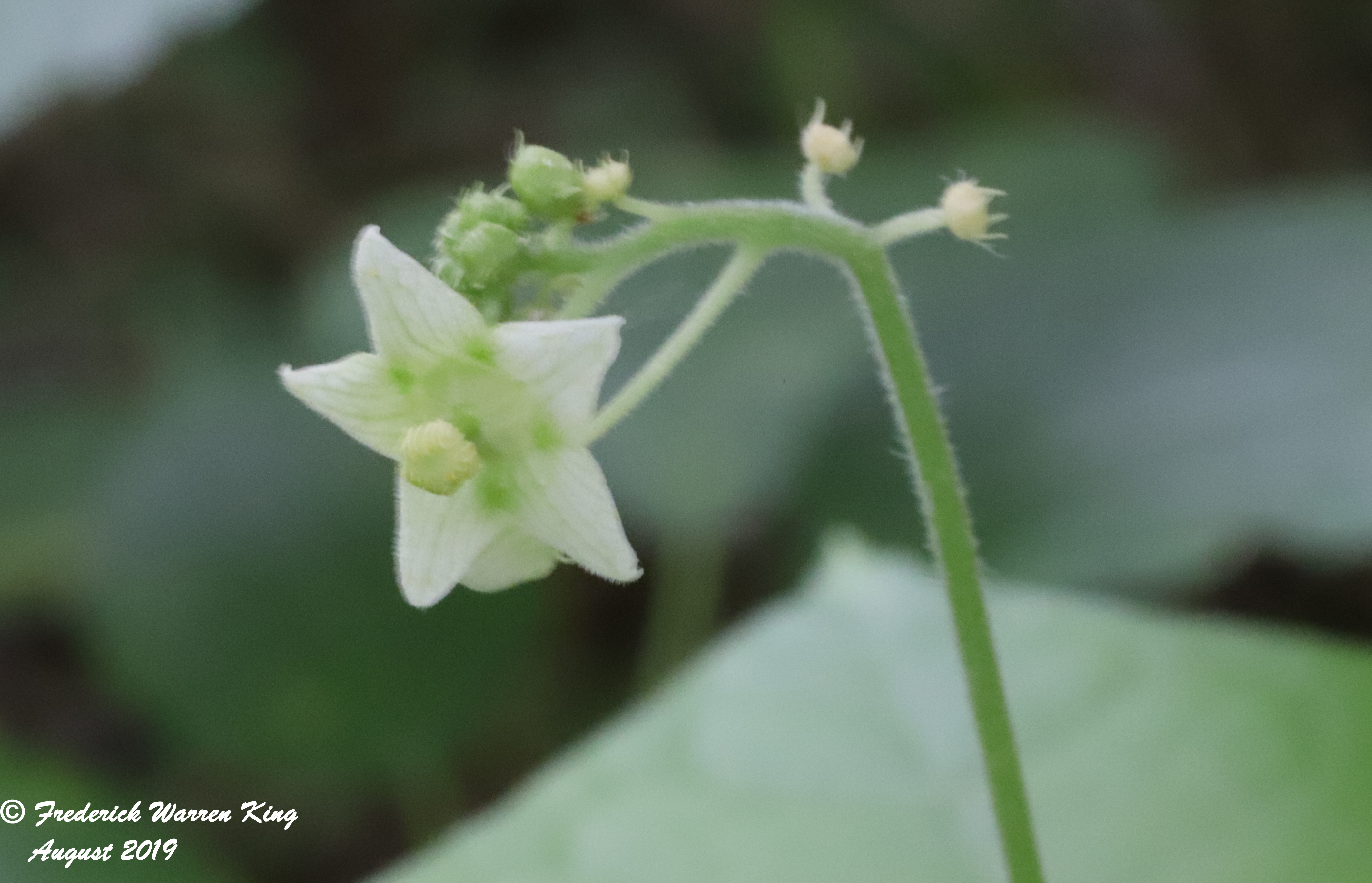 putnam-Sicyos-angulatus-08-26-2019-IMG_3062.JPG