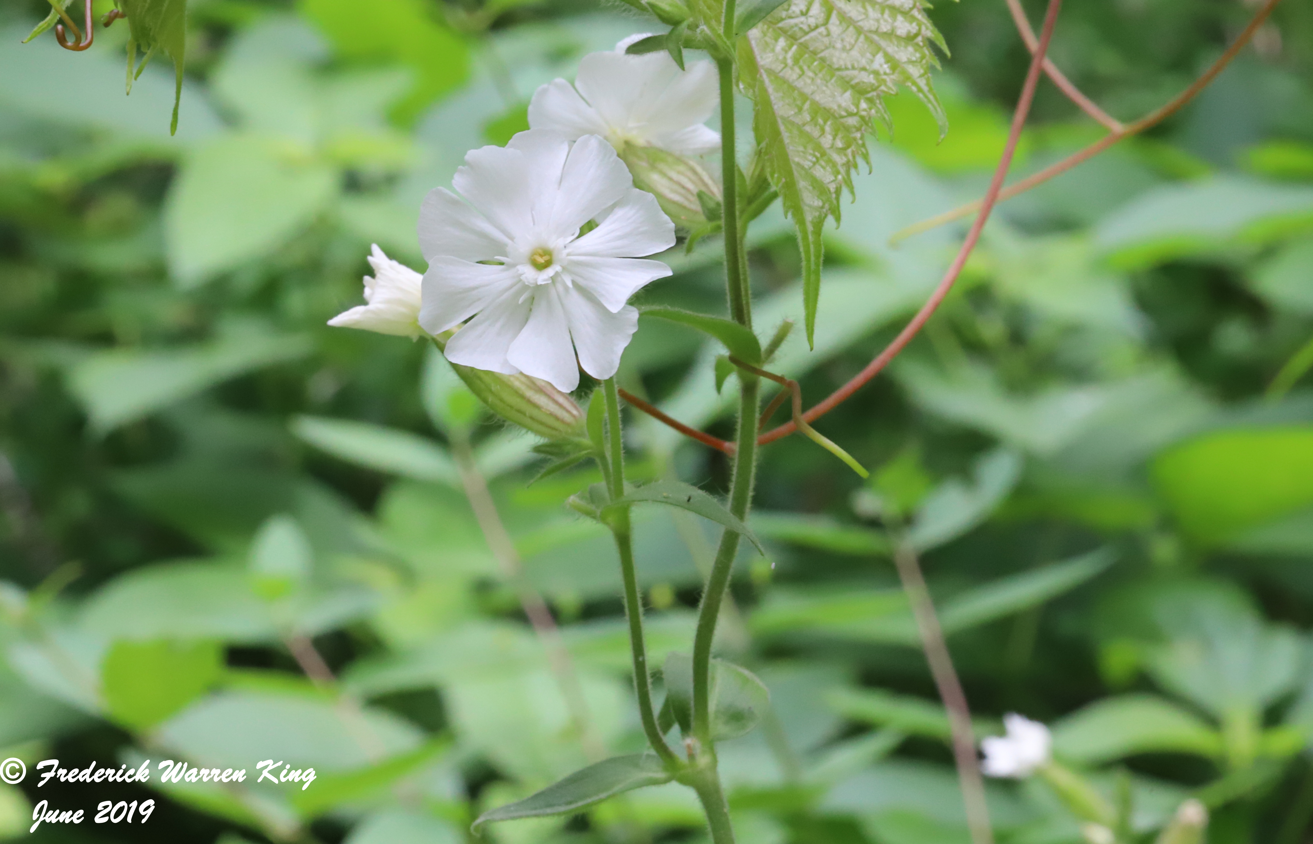putnam-Silene-latifolia-06-21-2019-IMG_1896.JPG