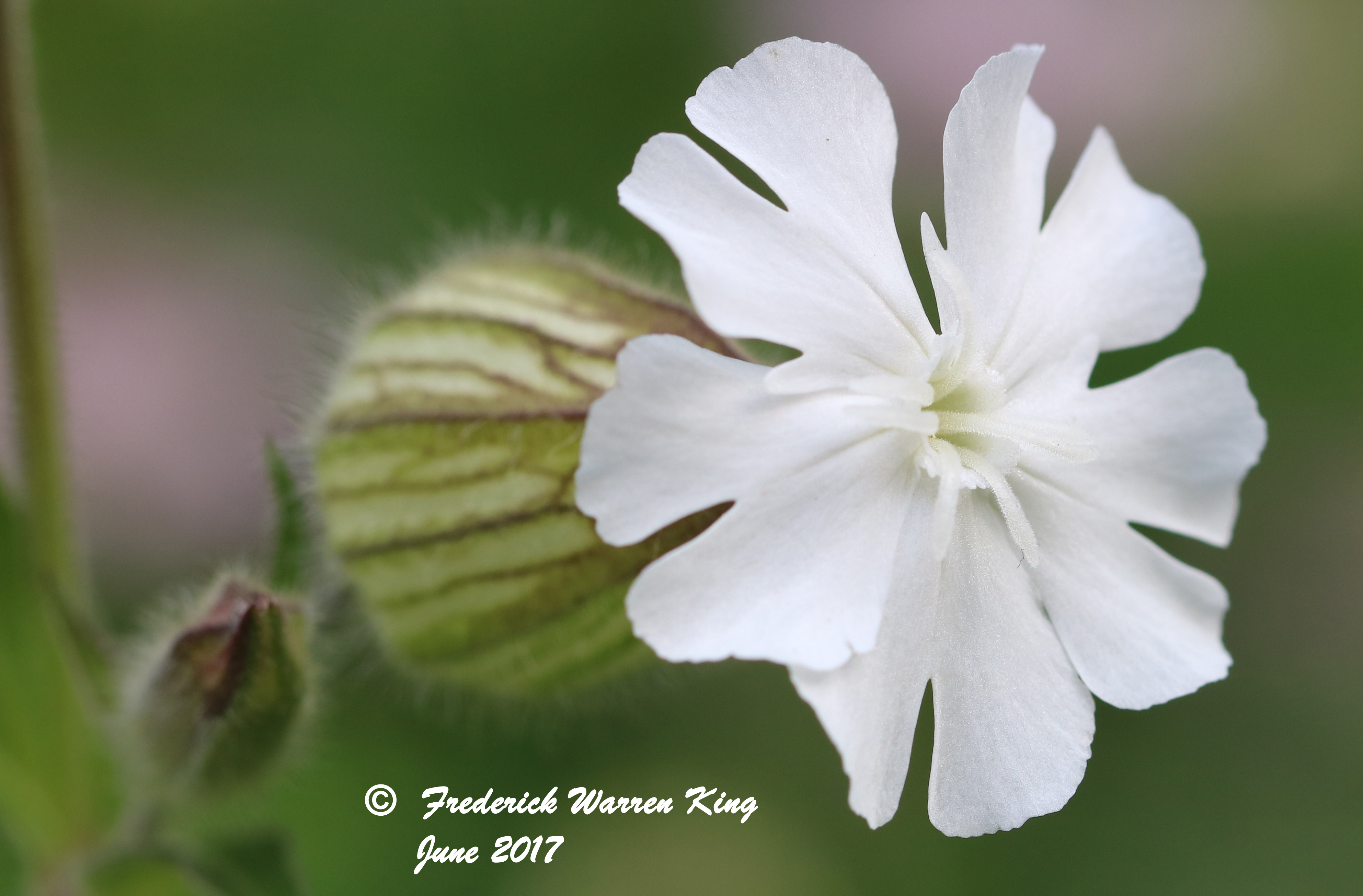 putnam-Silene-latifolia-06-25-2017-IMG_0864.JPG