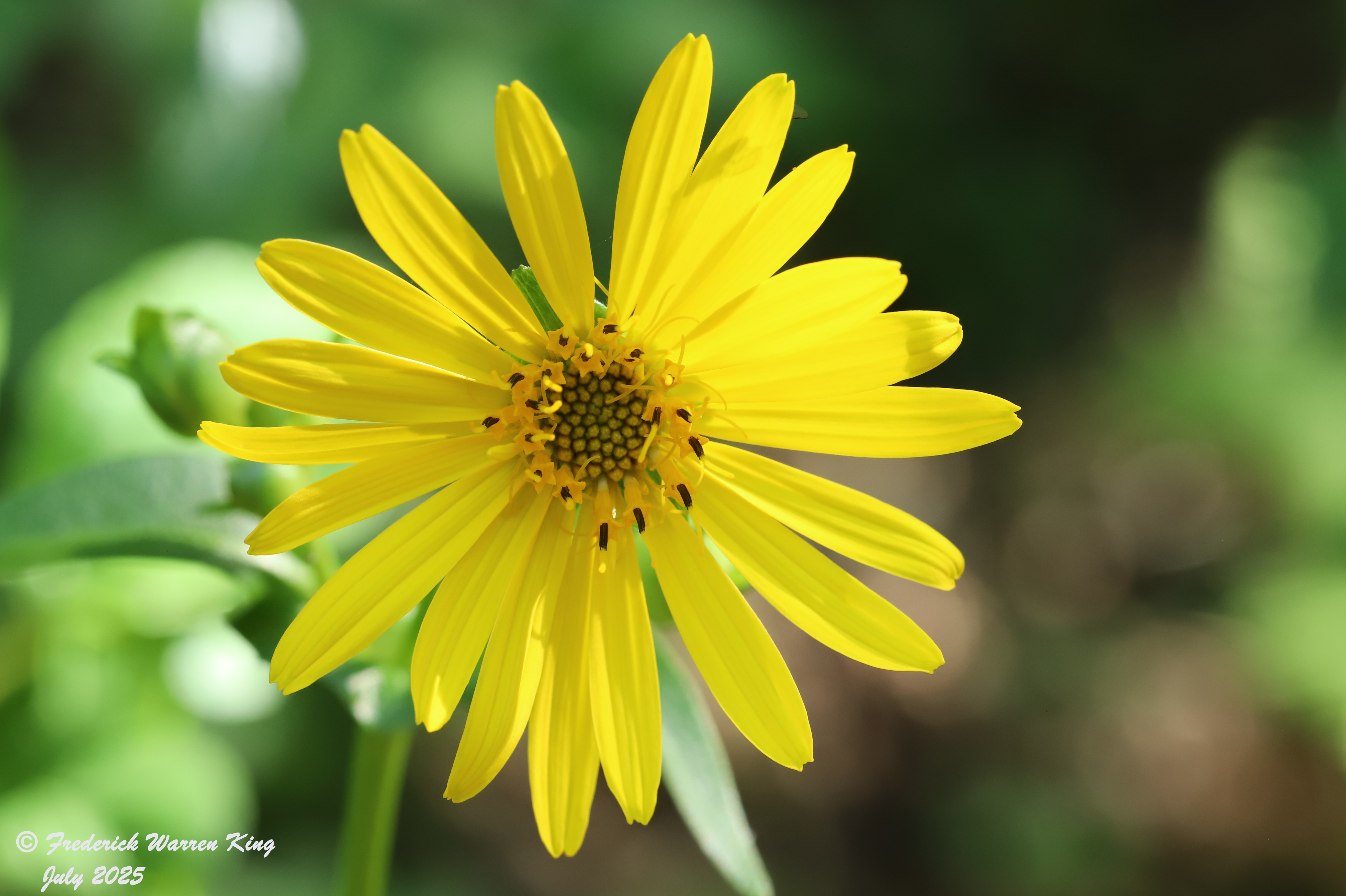 putnam-Silphium-perfoliatum-07-26-2025-IMG_5508.JPG