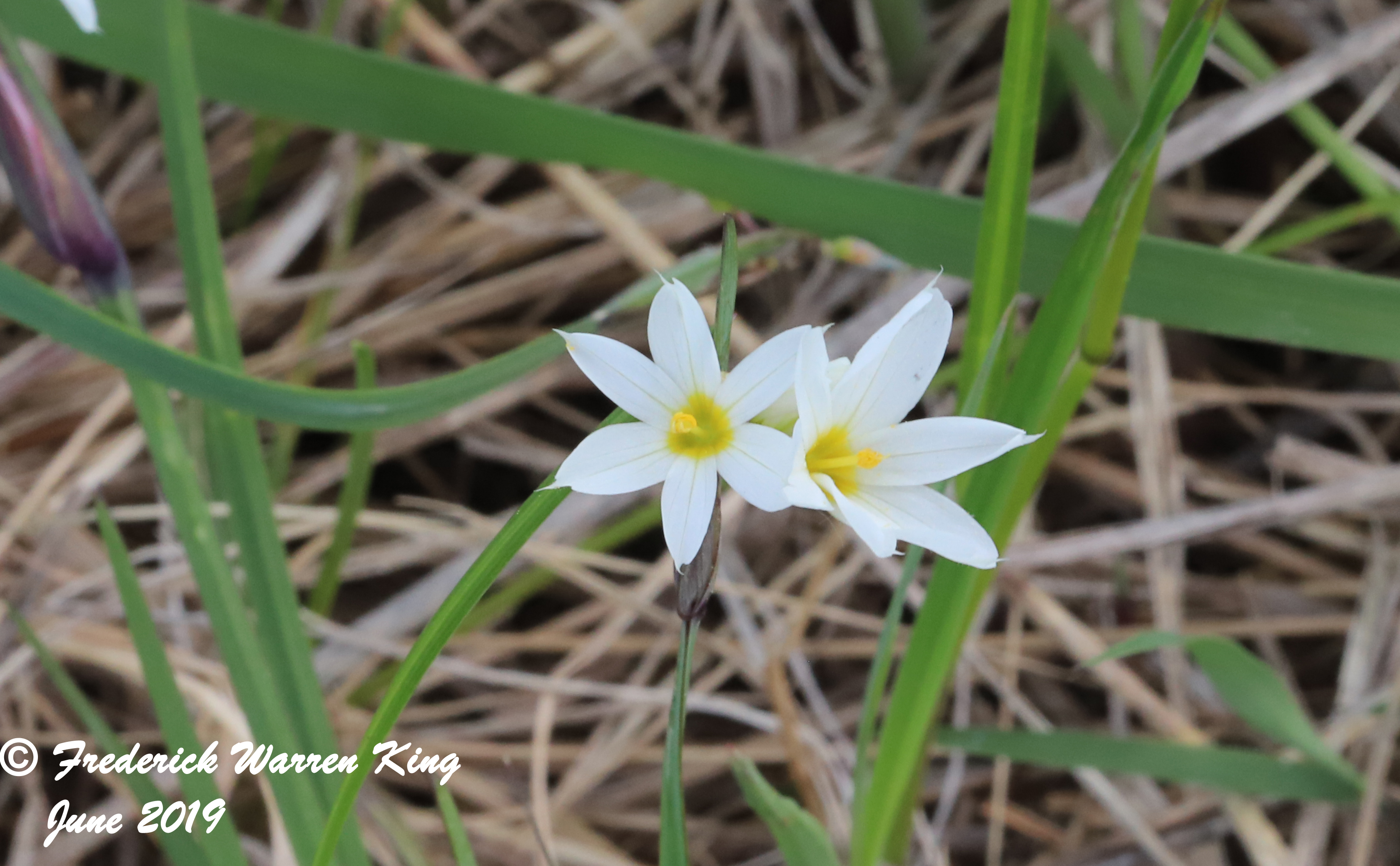 putnam-Sisyrinchium-campestre-06-01-2019-IMG_1674.JPG