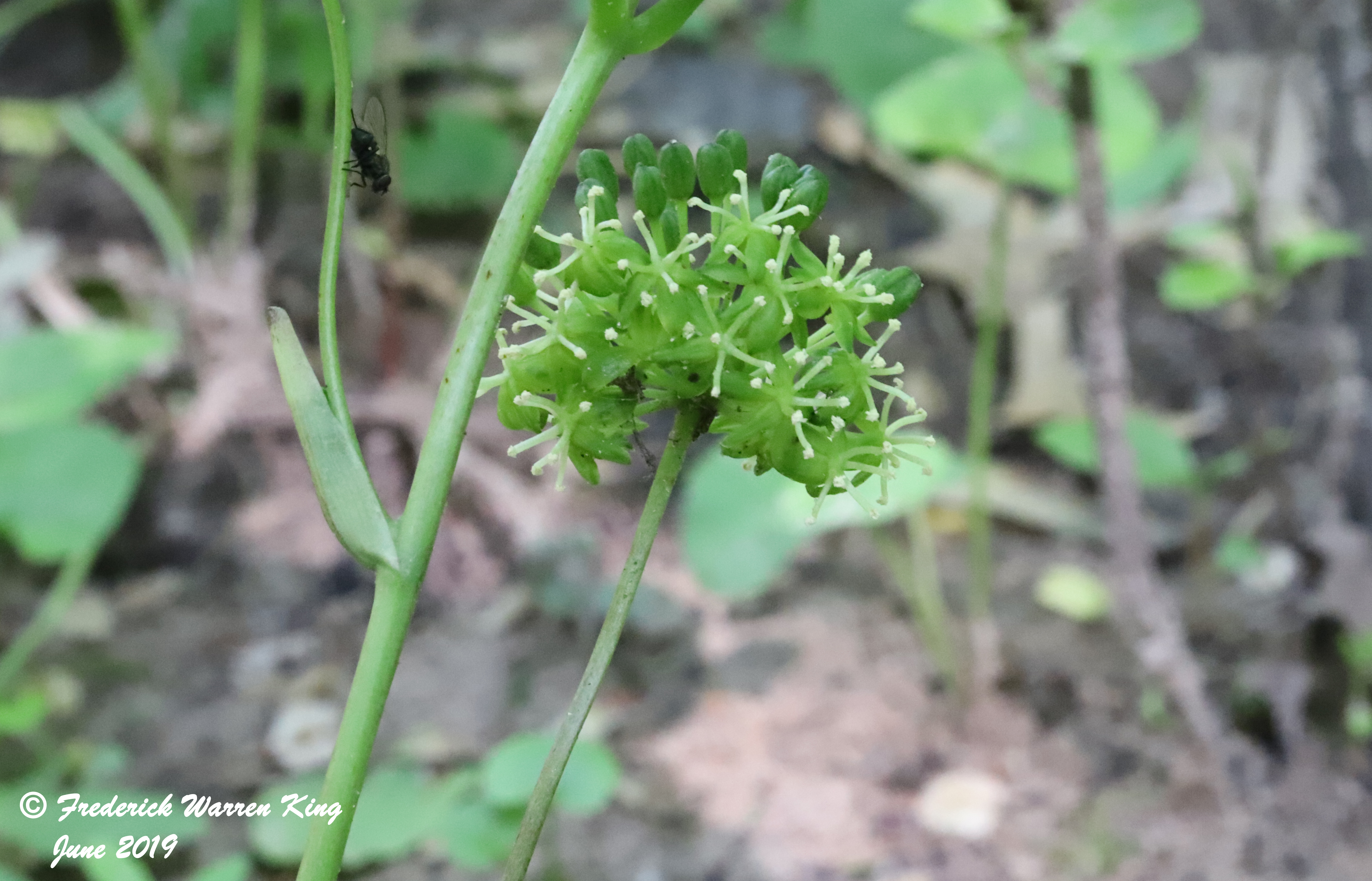 putnam-Smilax-ecirrhata-06-01-2019-IMG_1655.JPG