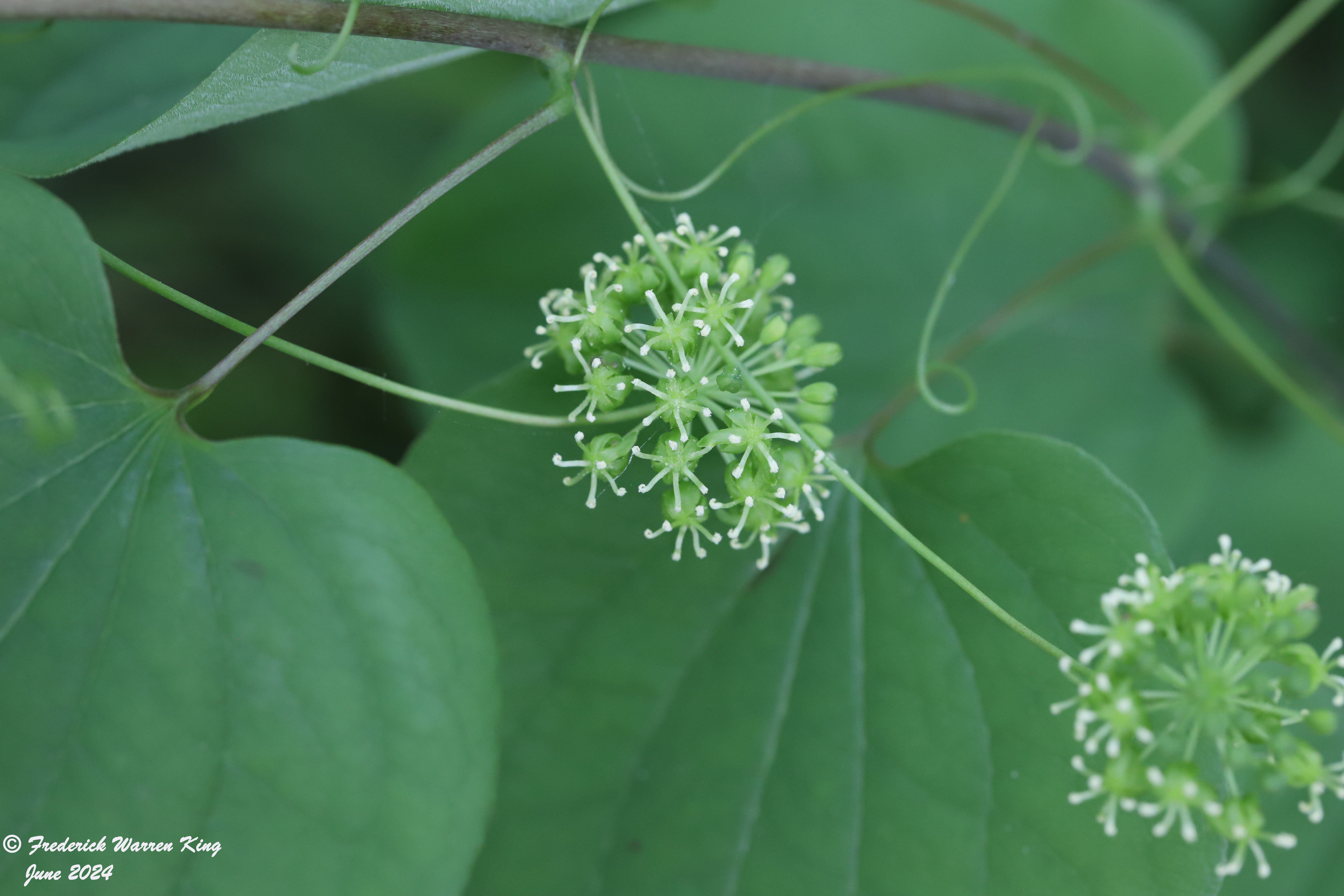 putnam-Smilax-lasioneura-06-24-2024-IMG_2169.JPG