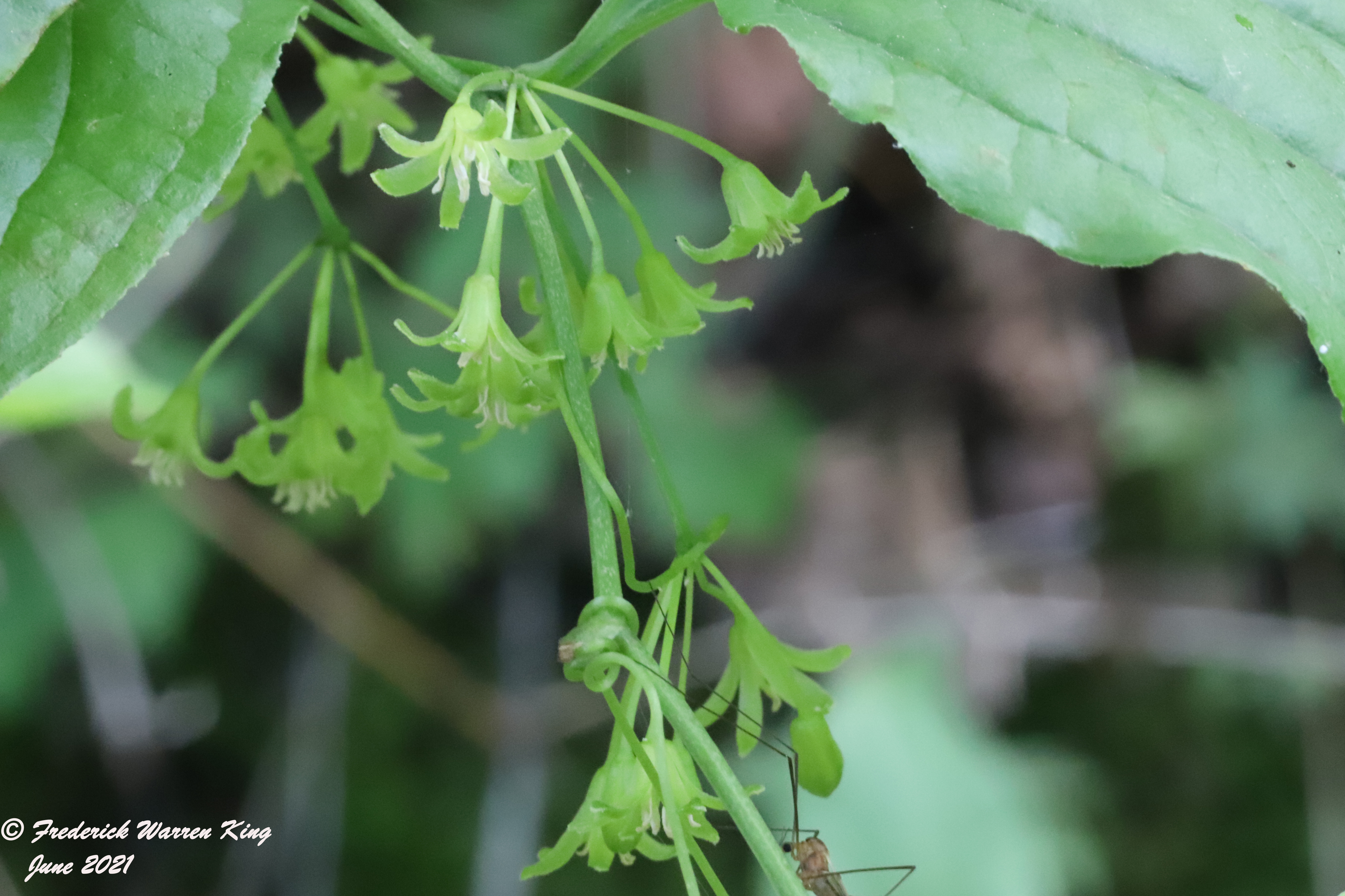 putnam-Smilax-tamnoides-06-02-2021-IMG_6603.JPG