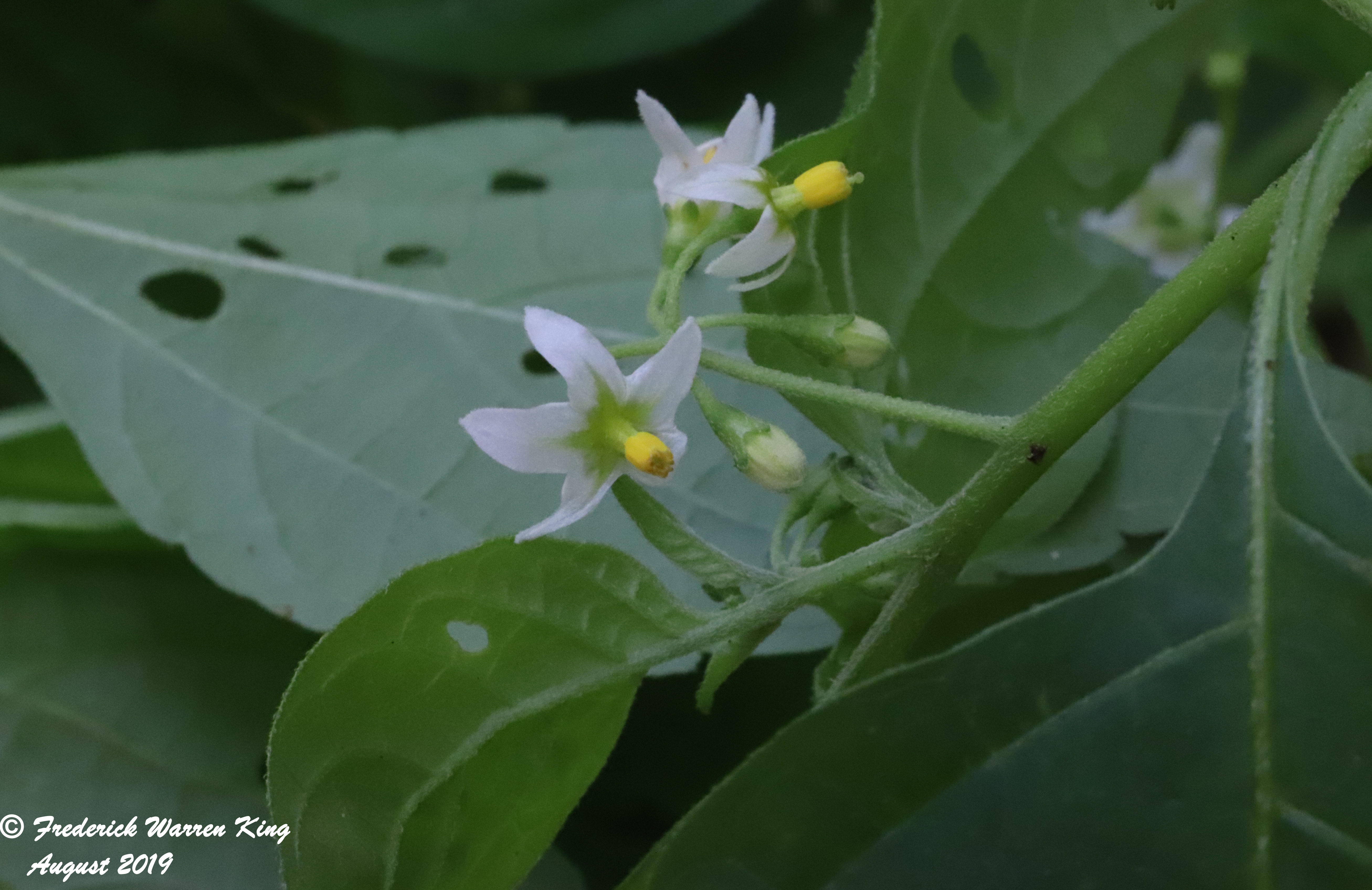 putnam-Solanum-americanum-08-16-2019-IMG_2715.JPG
