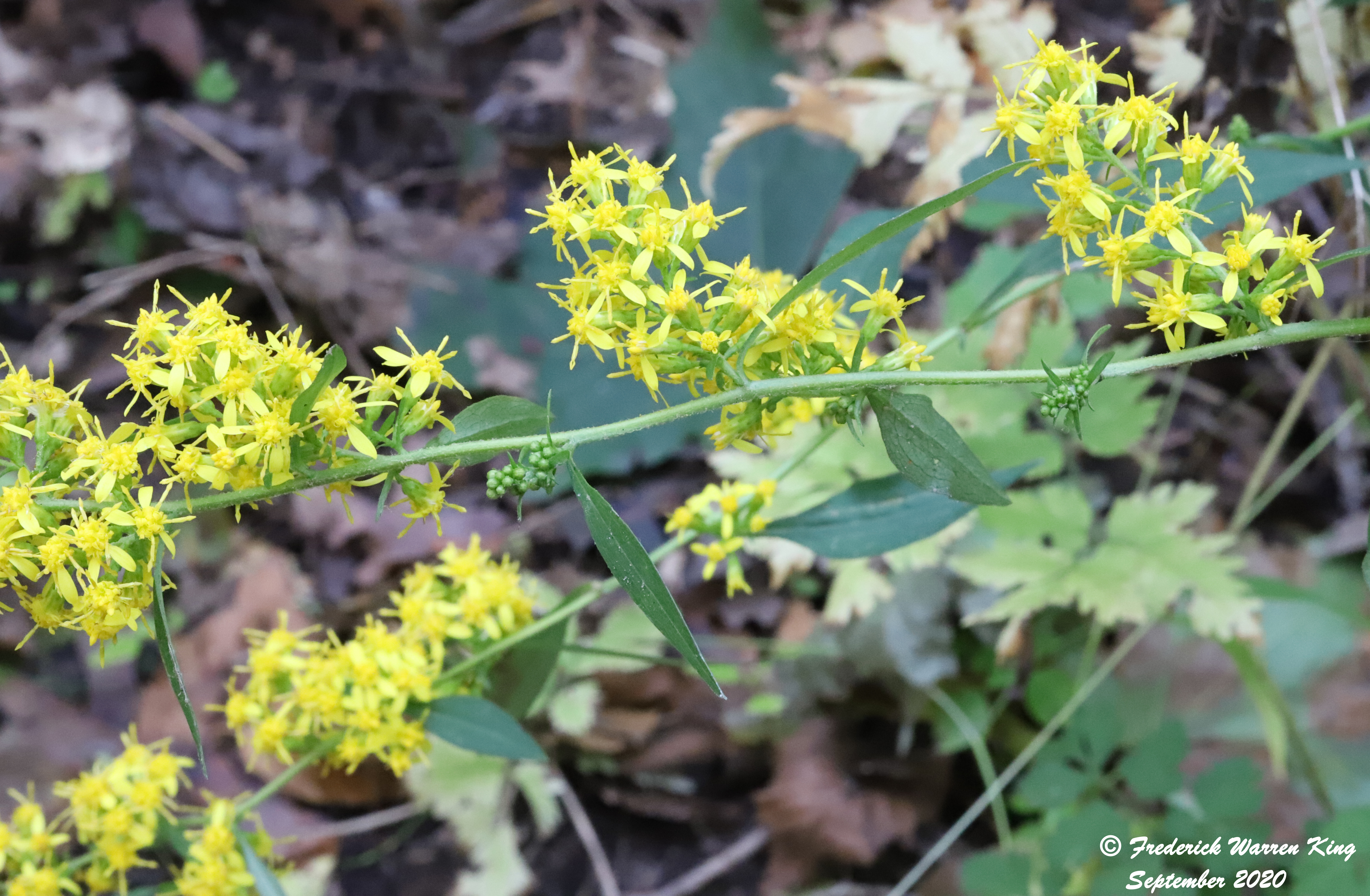 putnam-Solidago-flexicaulis-09-19-2020-IMG_5423.JPG