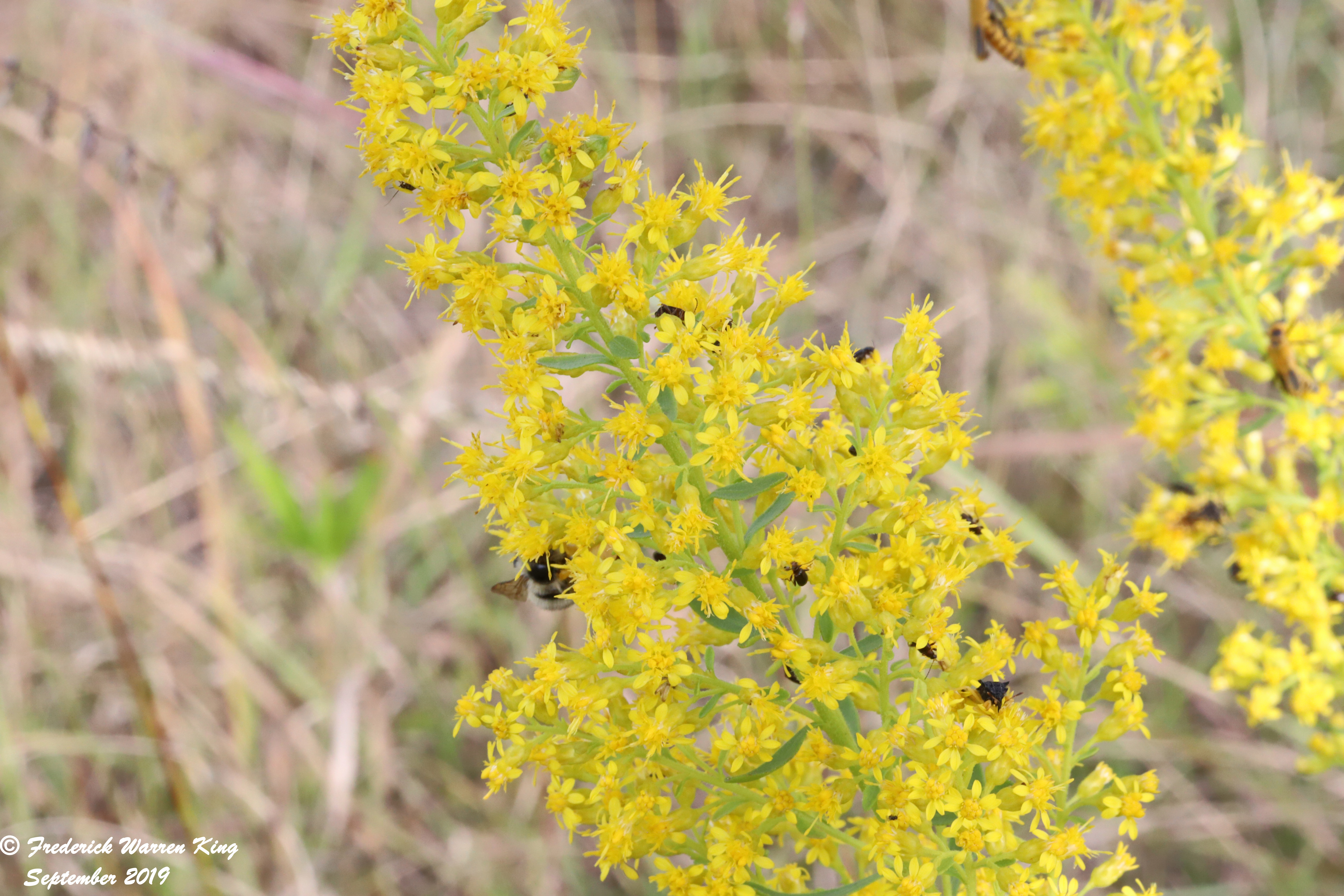 putnam-Solidago-speciosa-09-16-2019-IMG_3312.JPG