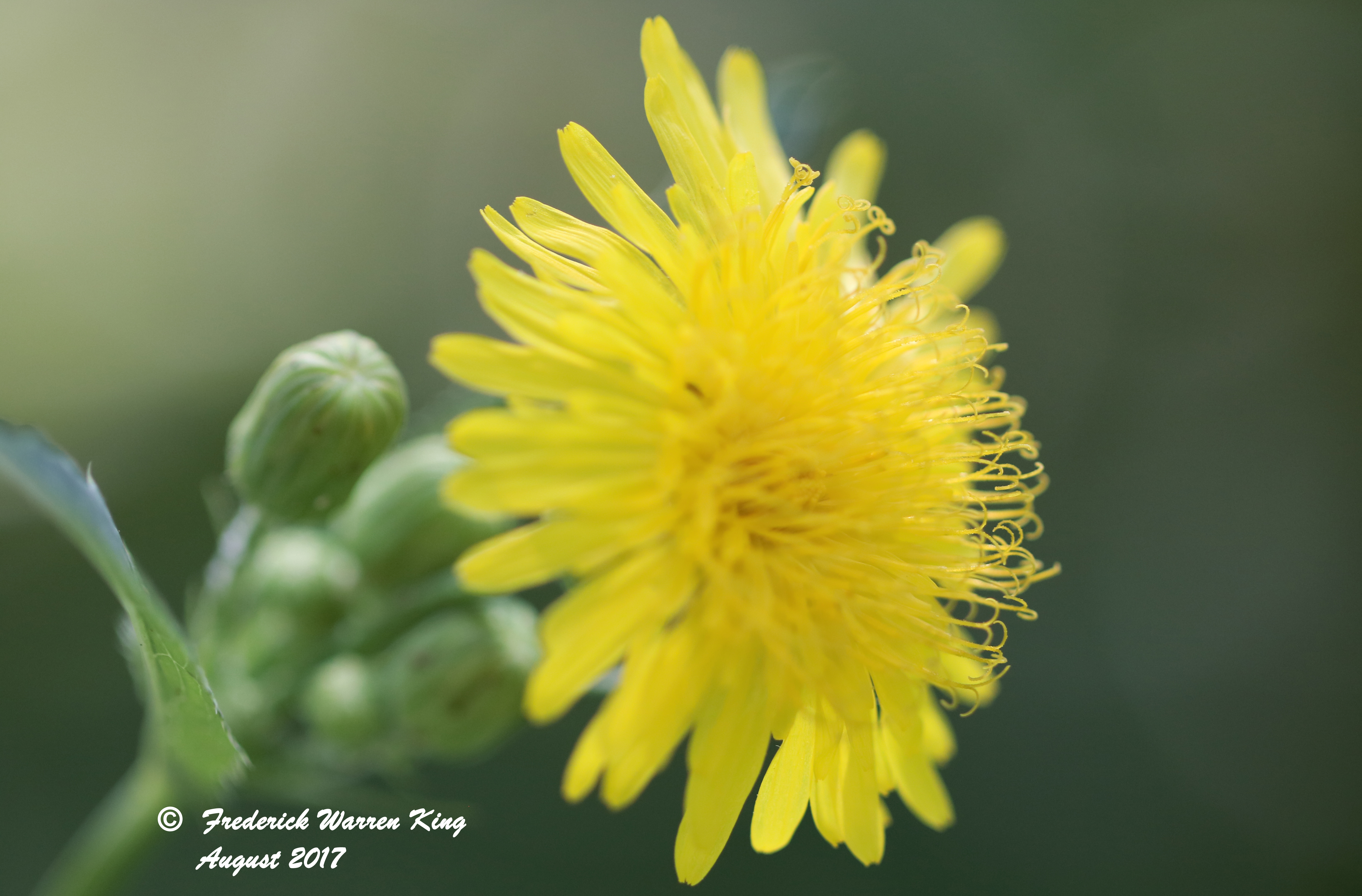 putnam-Sonchus-arvensis-08-02-2017-IMG_1545.JPG
