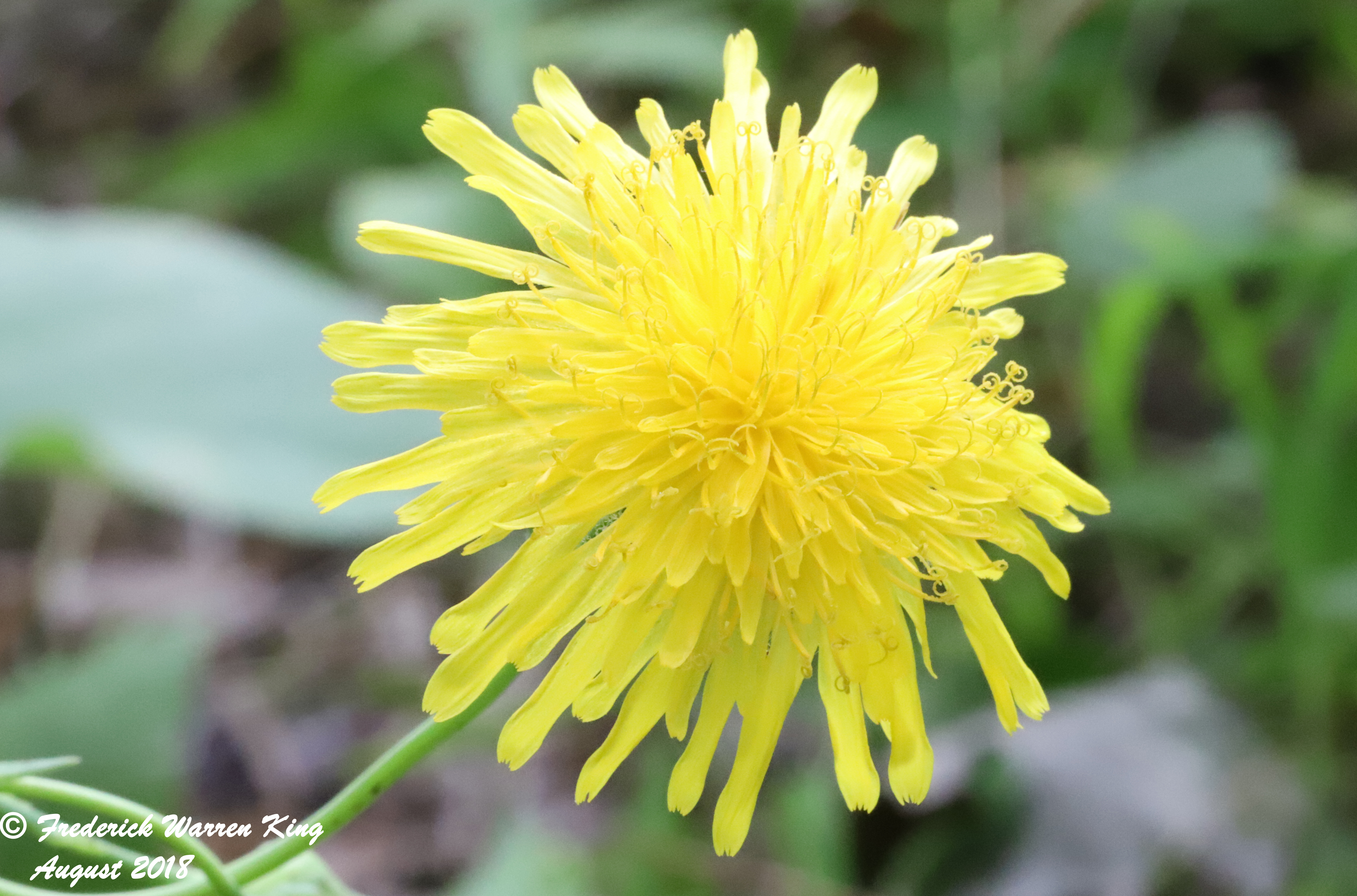 putnam-Sonchus-arvensis-08-18-2018-IMG_0816.JPG