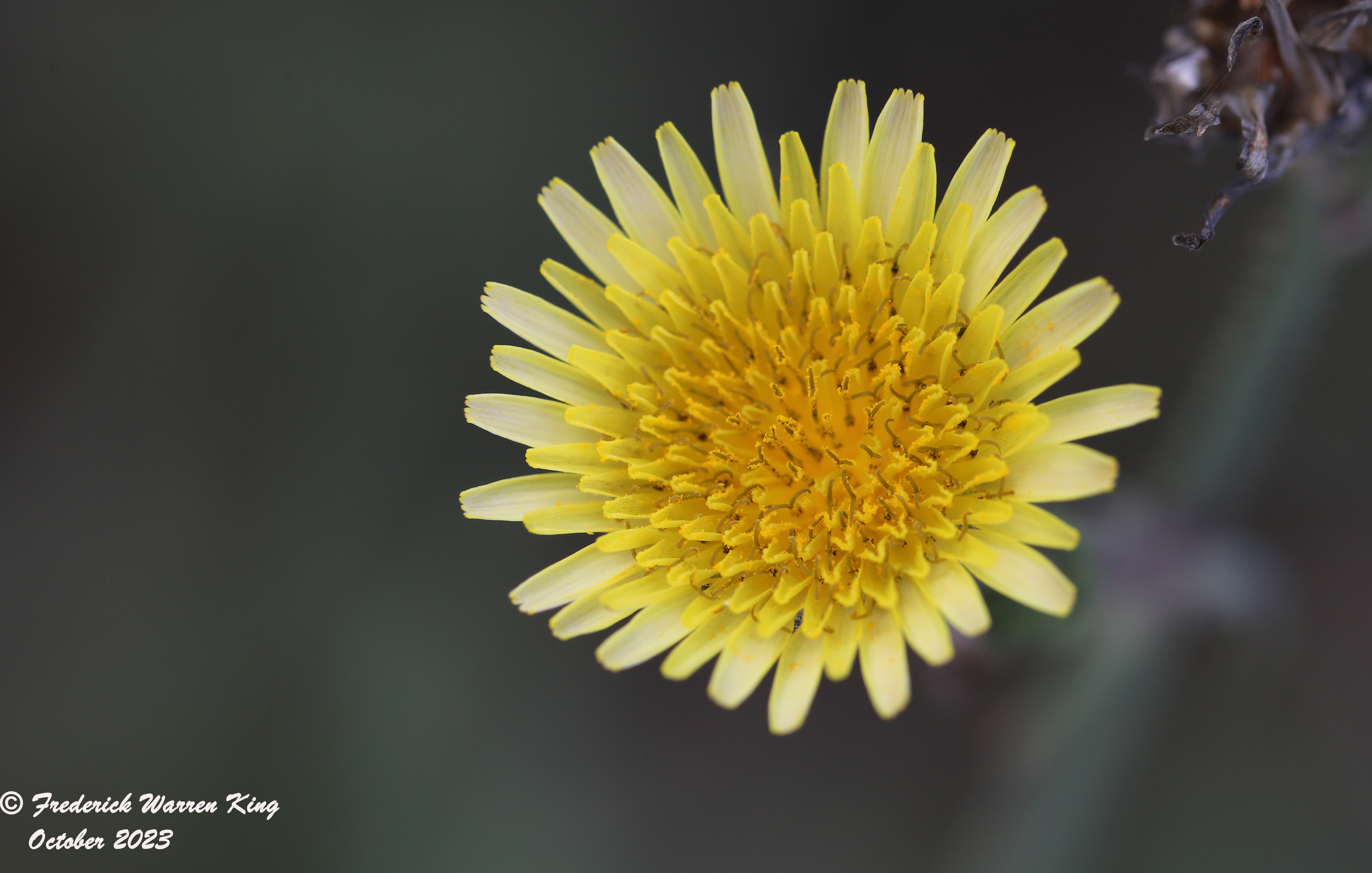 putnam-Sonchus-oleraceus-10-08-2023-IMG_0117.JPG