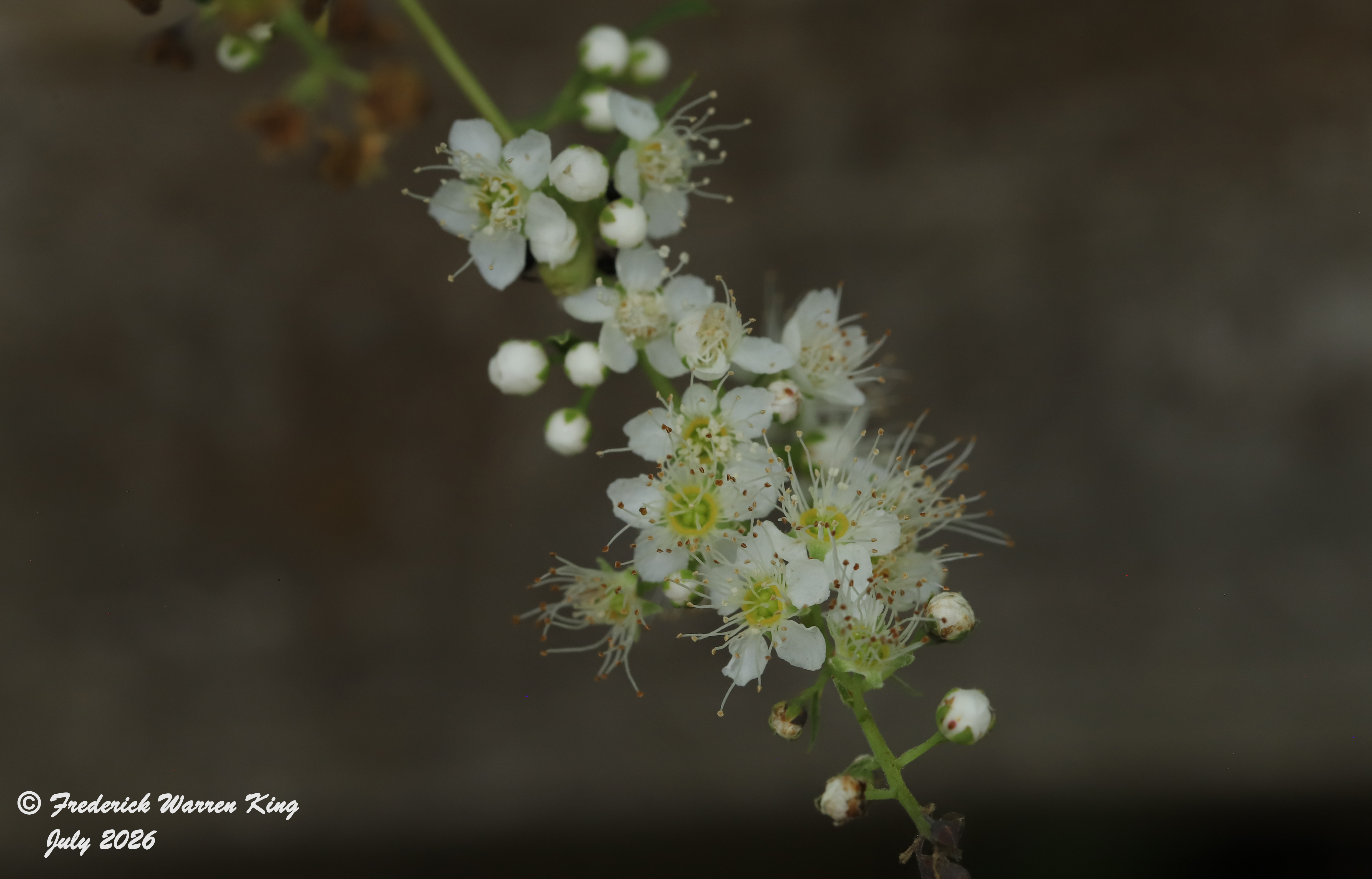 putnam-Spiraea-alba-07-25-2026-IMG_6095.JPG