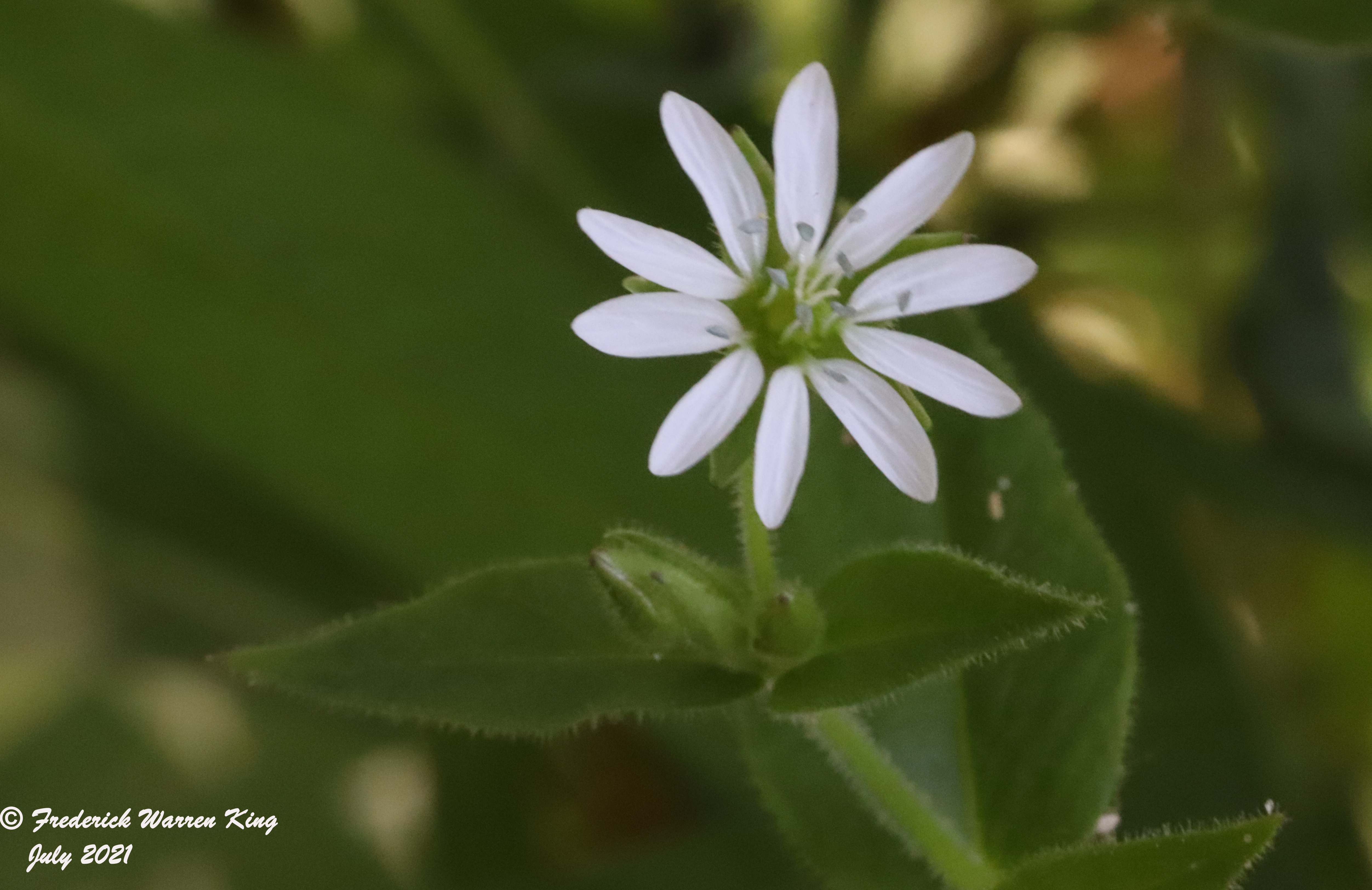 putnam-Stellaria-aquatica-07-12-2021-IMG_7632.JPG