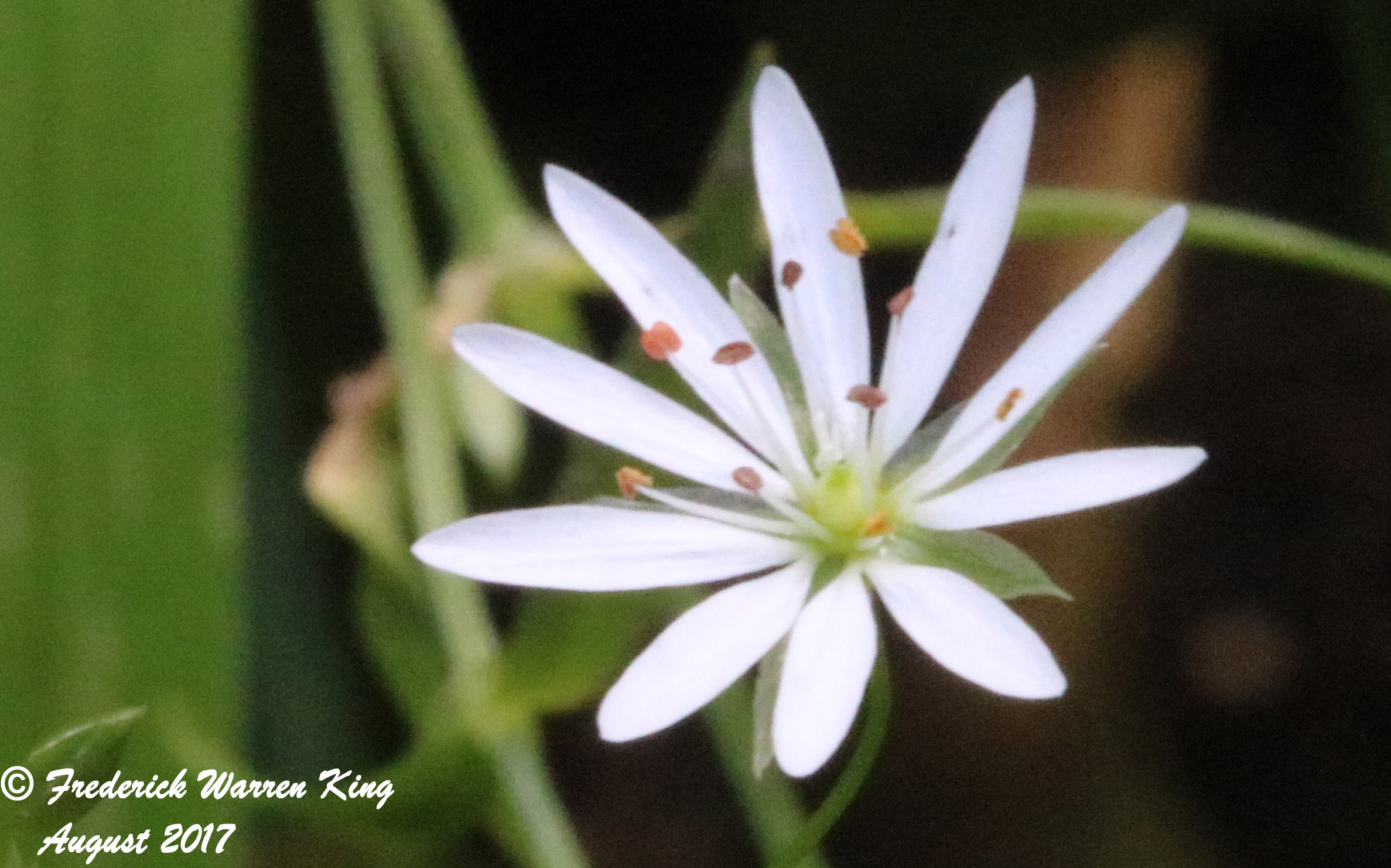 putnam-Stellaria-graminea-08-07-2017-IMG_1679.JPG