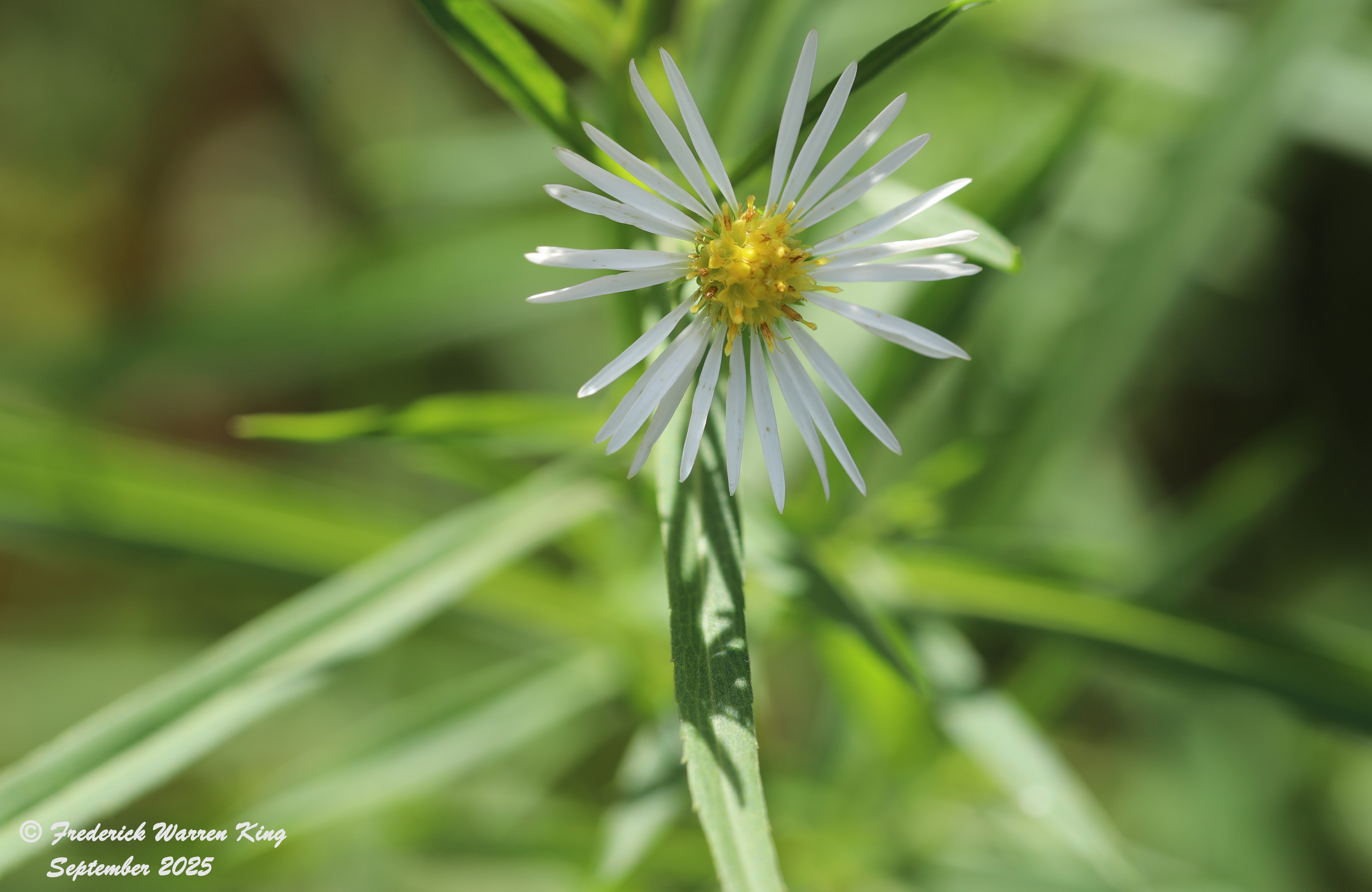 putnam-Symphyotrichum-boreale-09-21-2025-IMG_5586.JPG