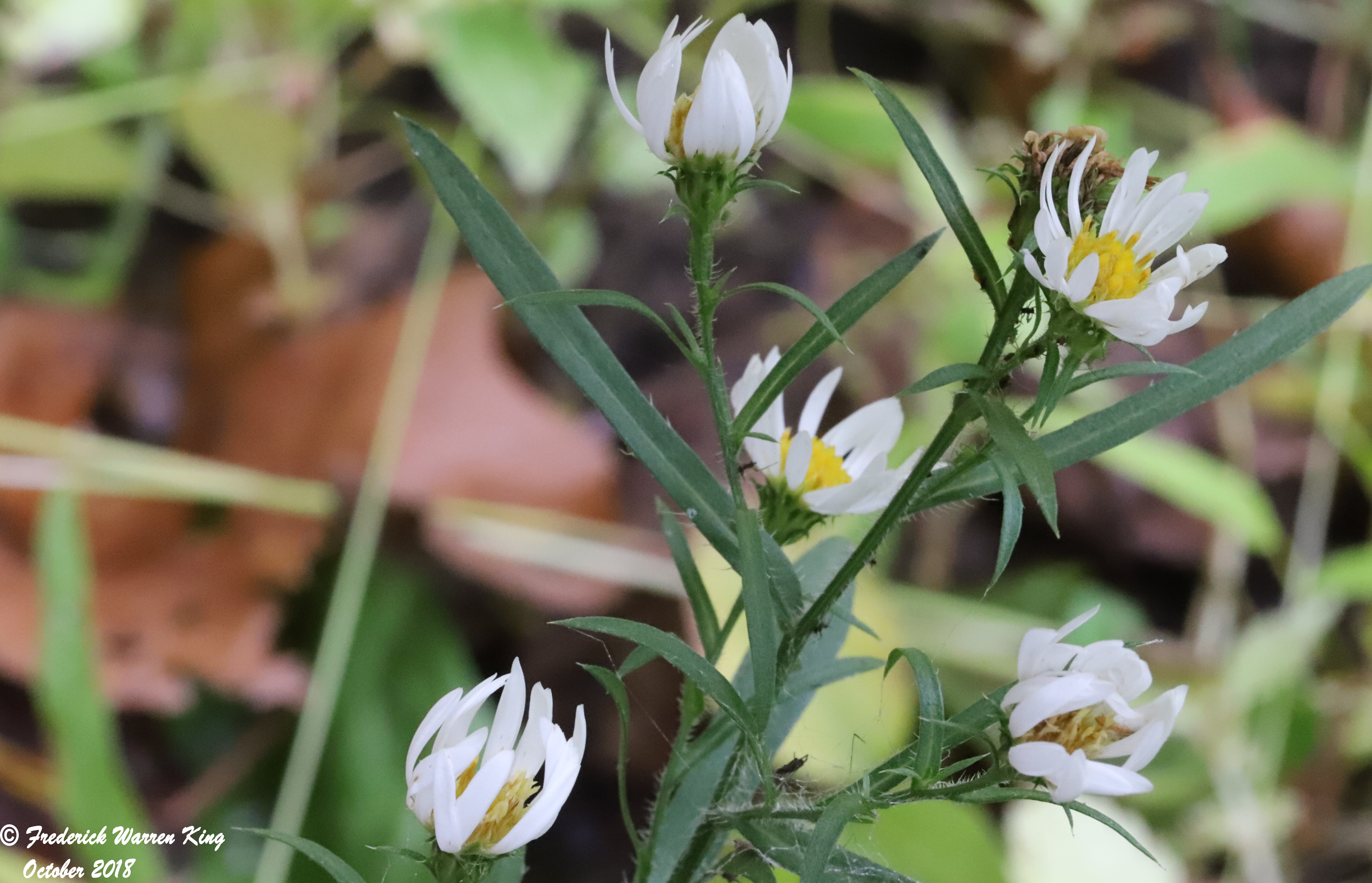 putnam-Symphyotrichum-ericoides-10-02-2018-IMG_1298.JPG