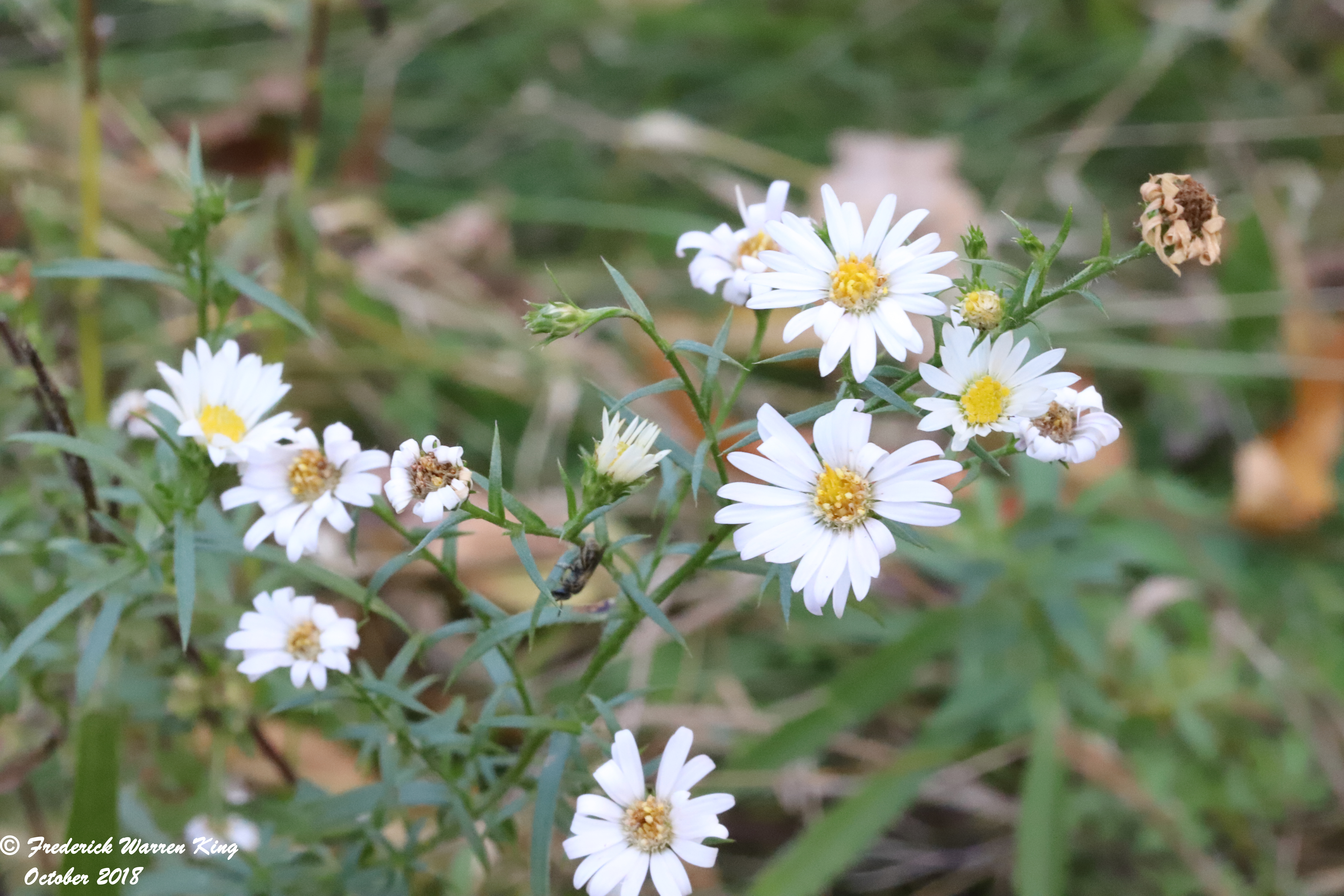 putnam-Symphyotrichum-ericoides-10-16-2018-IMG_1301.JPG