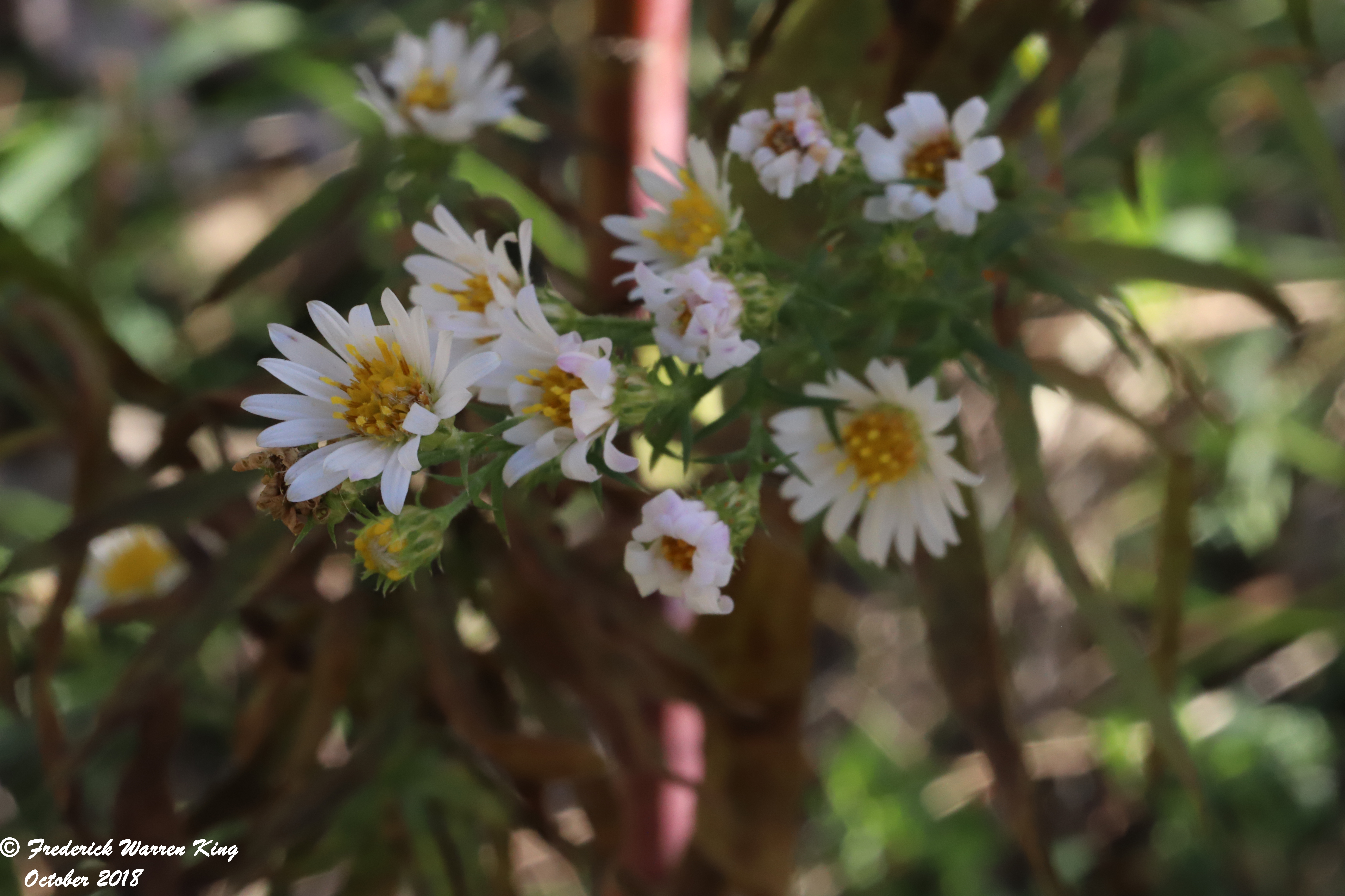 putnam-Symphyotrichum-ericoides-10-23-2018-IMG_1332.JPG
