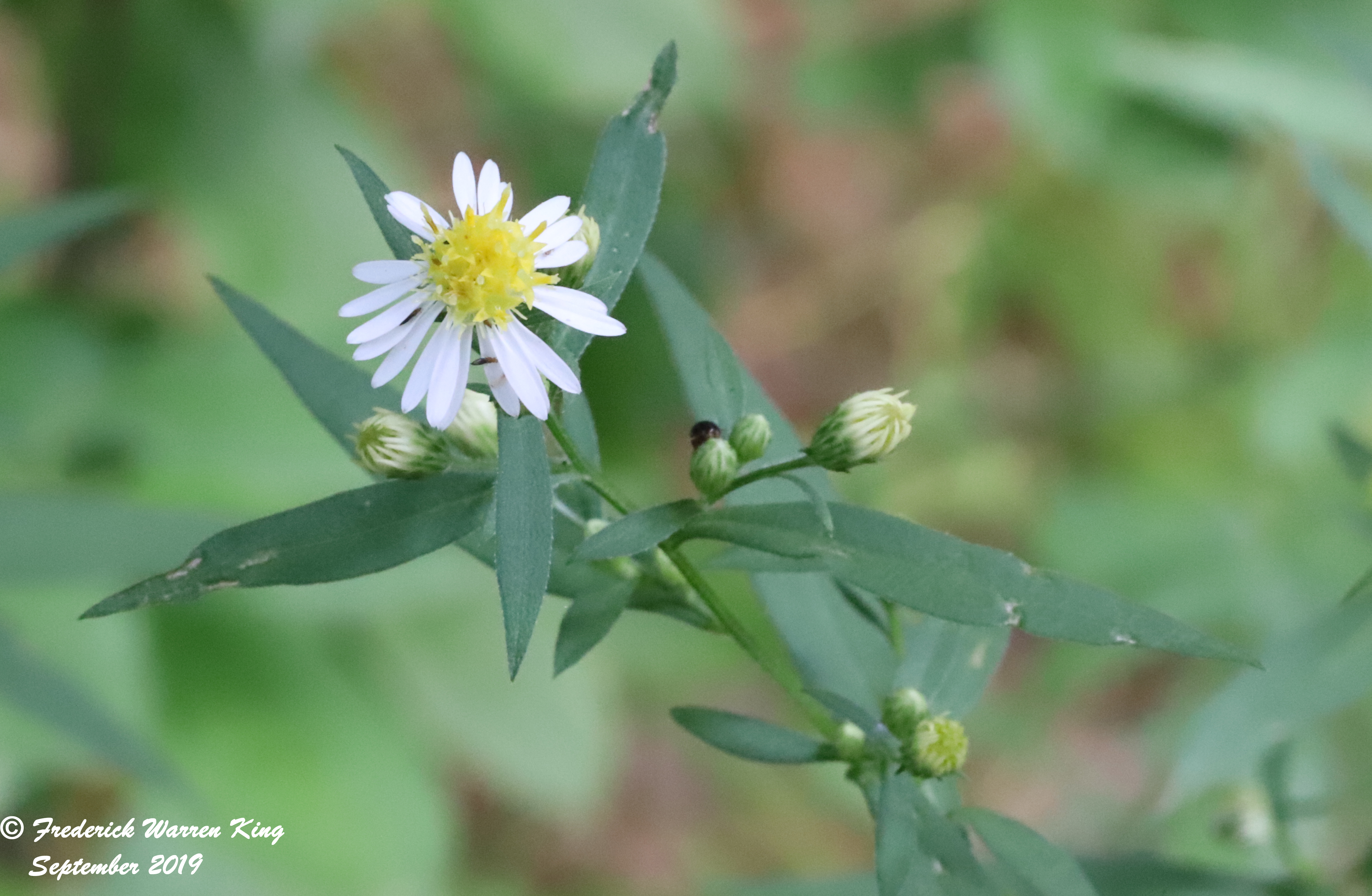 putnam-Symphyotrichum-lanceolatum-09-02-2019-IMG_3220.JPG