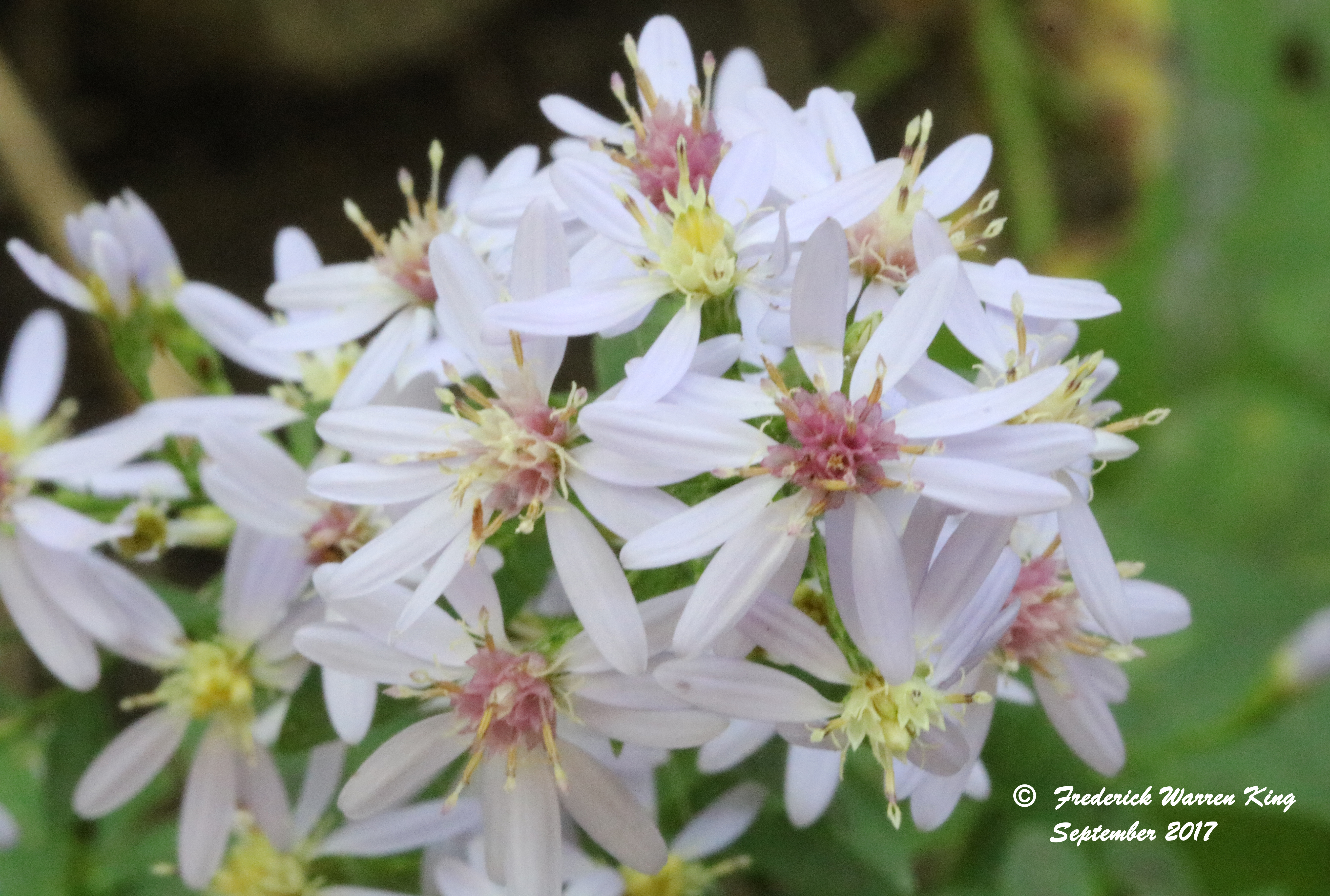 putnam-Symphyotrichum-lateriflorum-09-10-2017-IMG_1969.JPG
