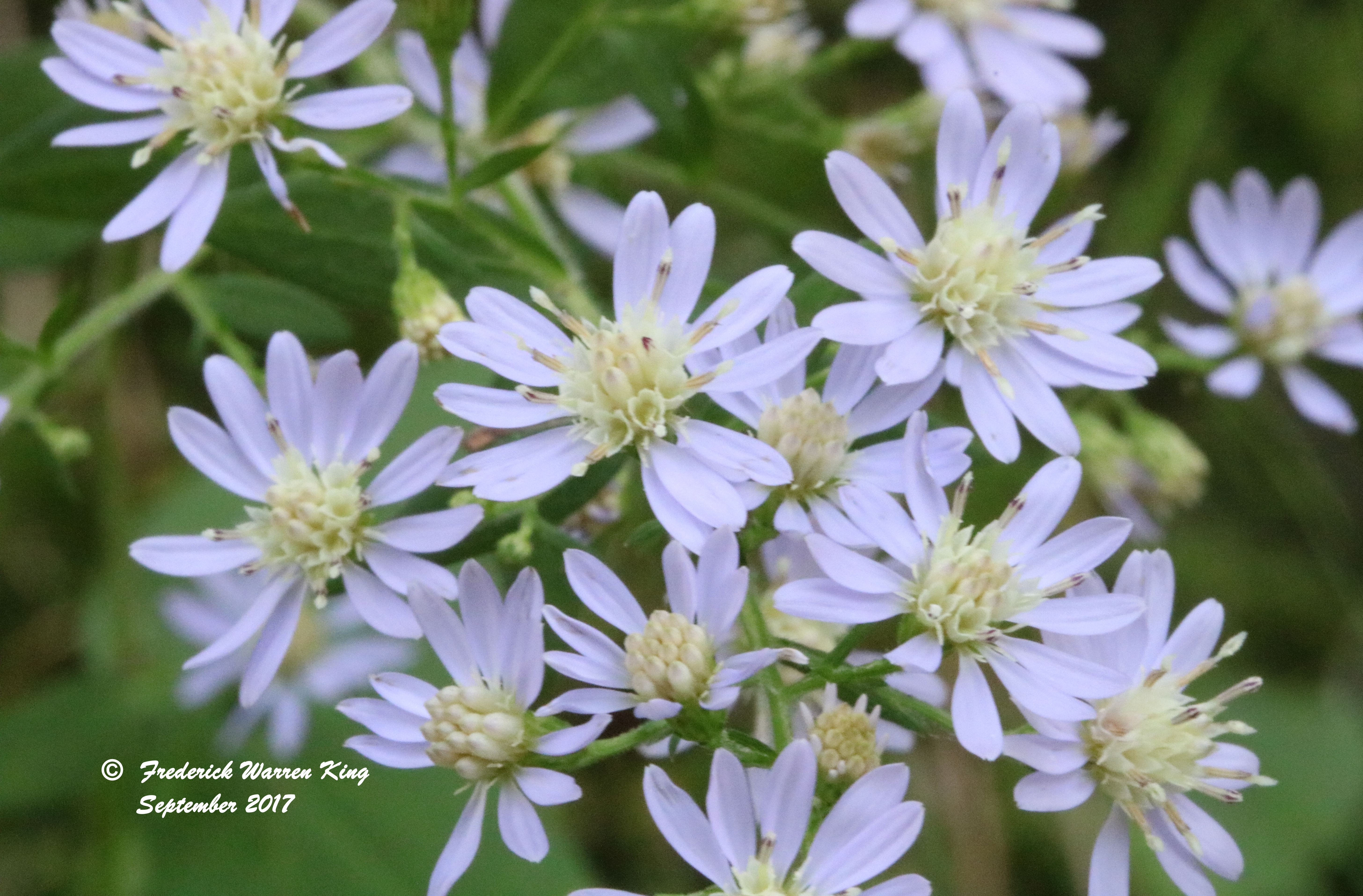 putnam-Symphyotrichum-lateriflorum-09-10-2017-IMG_1981.JPG