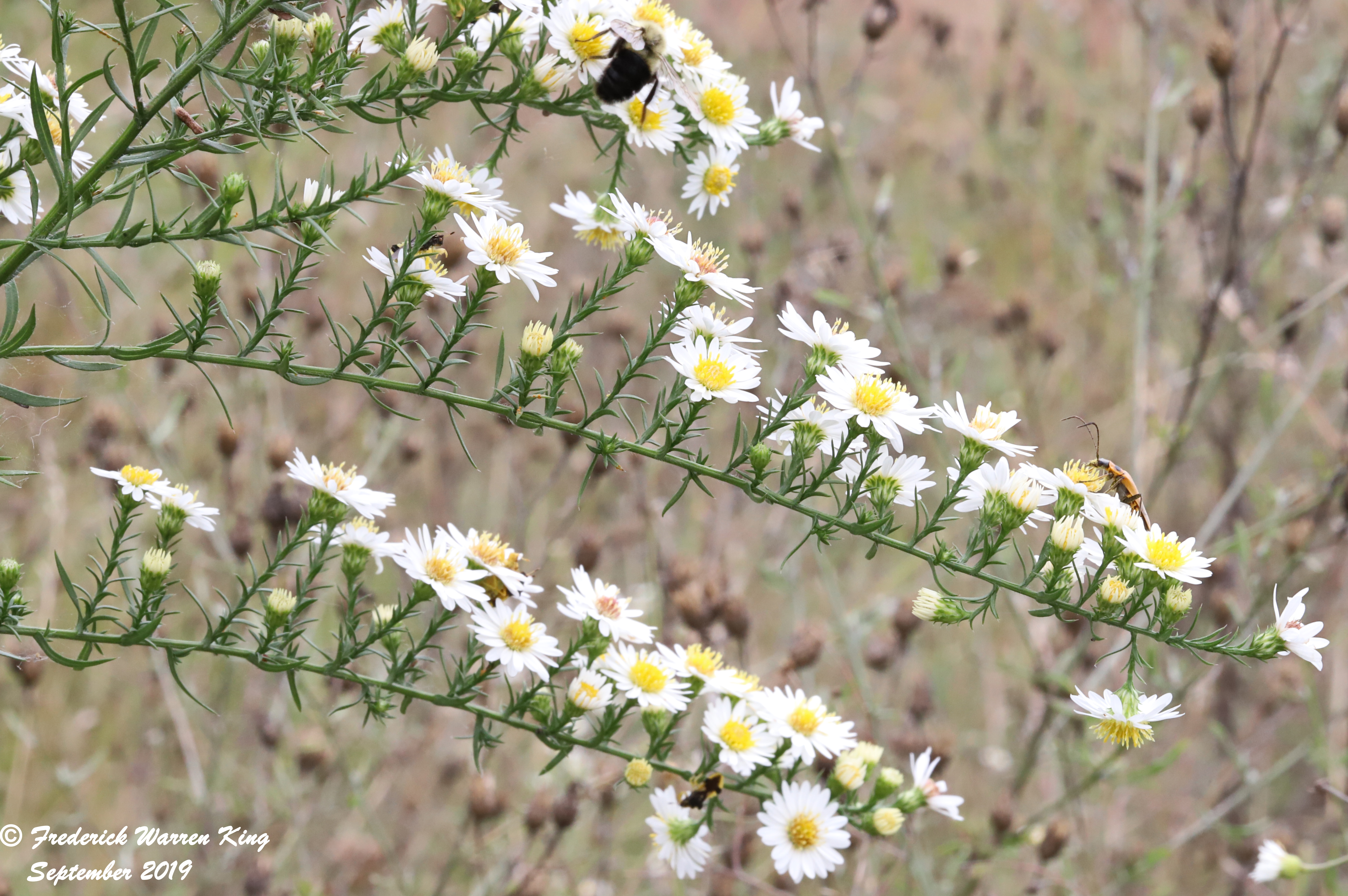 putnam-Symphyotrichum-pilosum-09-22-2019-IMG_3388.JPG