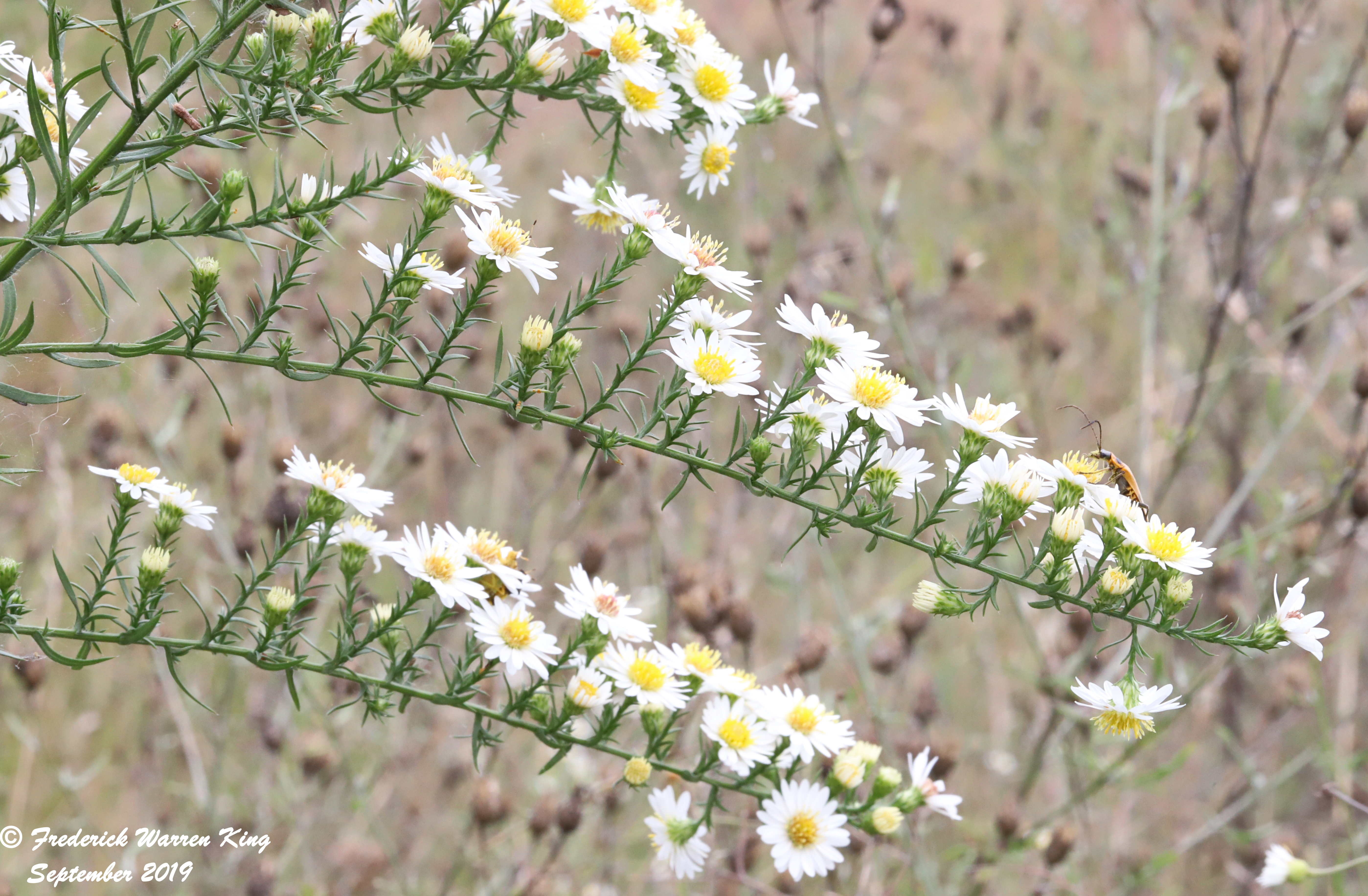 putnam-Symphyotrichum-pilosum-09-22-2019-IMG_3389.JPG