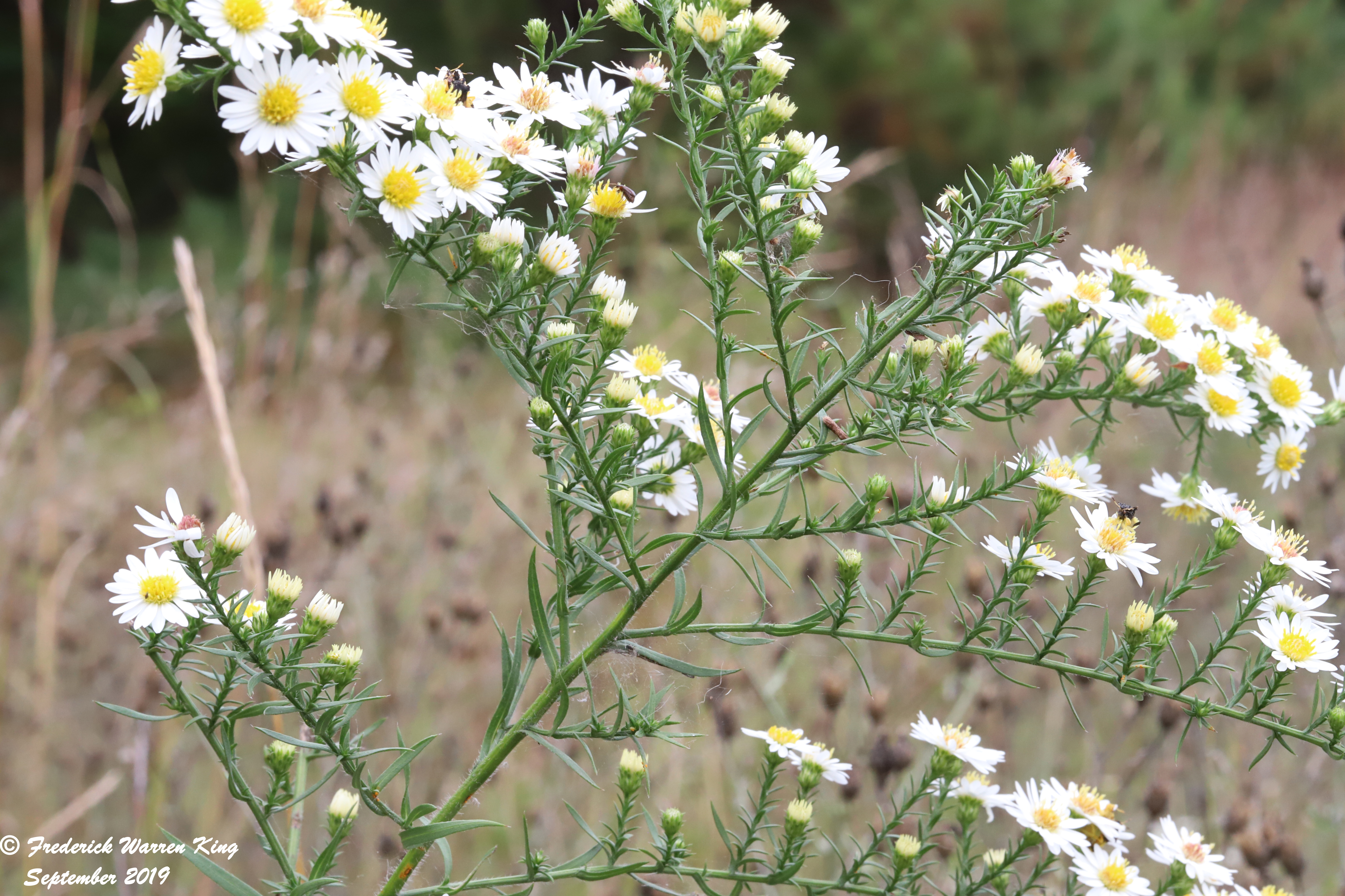 putnam-Symphyotrichum-pilosum-09-22-2019-IMG_3390.JPG