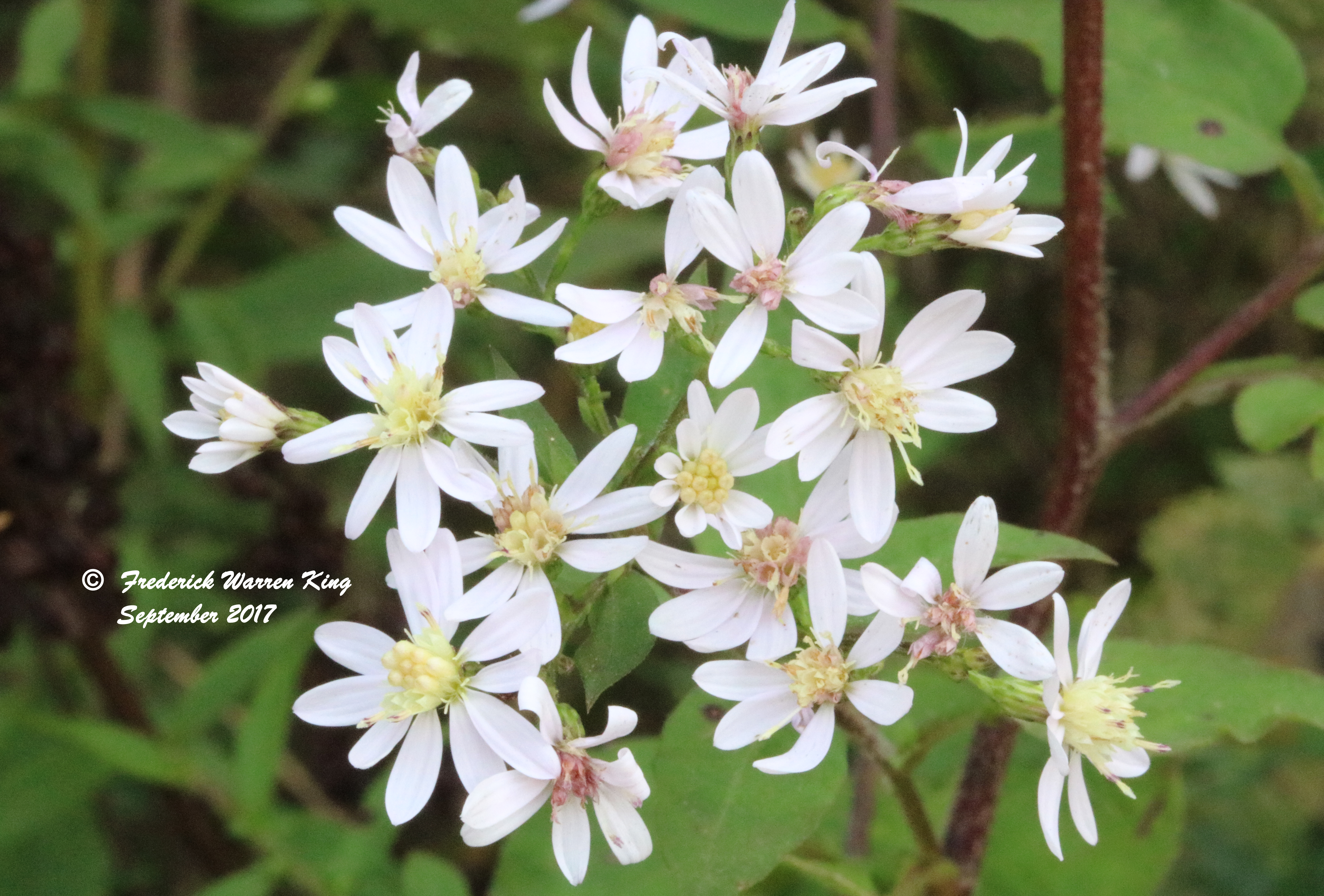 putnam-Symphyotrichum-urophyllum-09-01-2017-IMG_1932.JPG