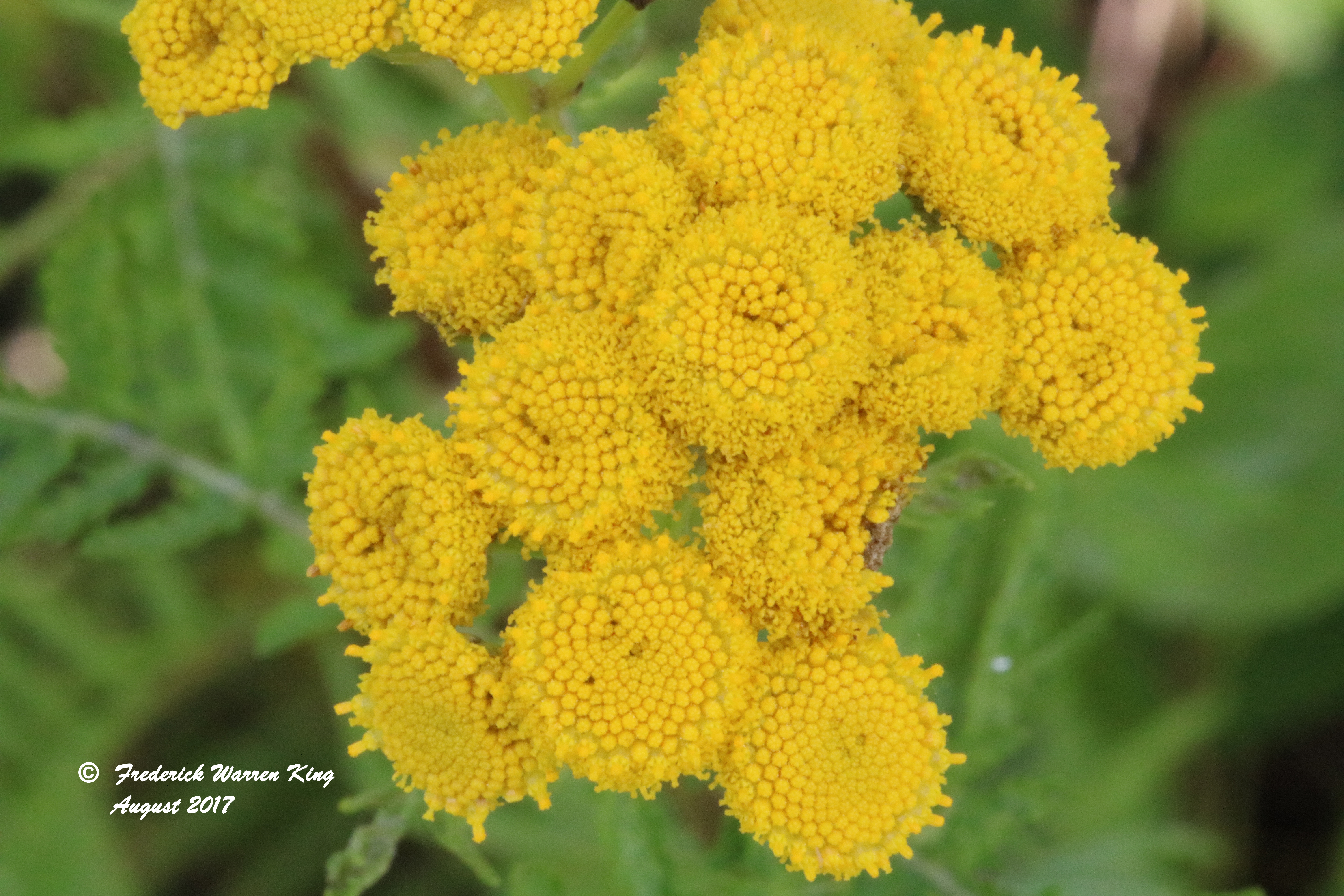 putnam-Tanacetum-vulgare-08-04-2017-IMG_1567.JPG