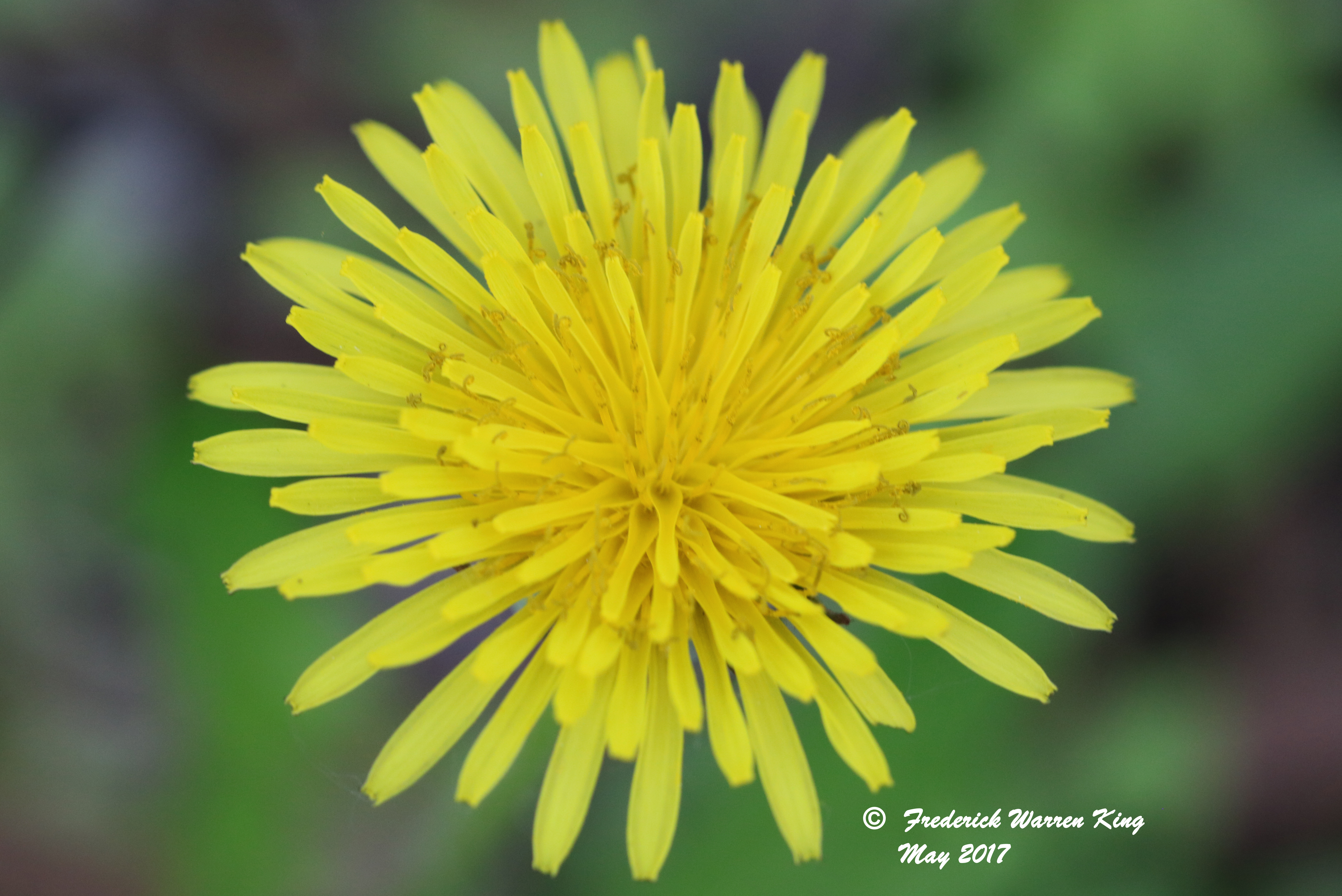 putnam-Taraxacum-officinale-05-11-2017-IMG_0331.JPG