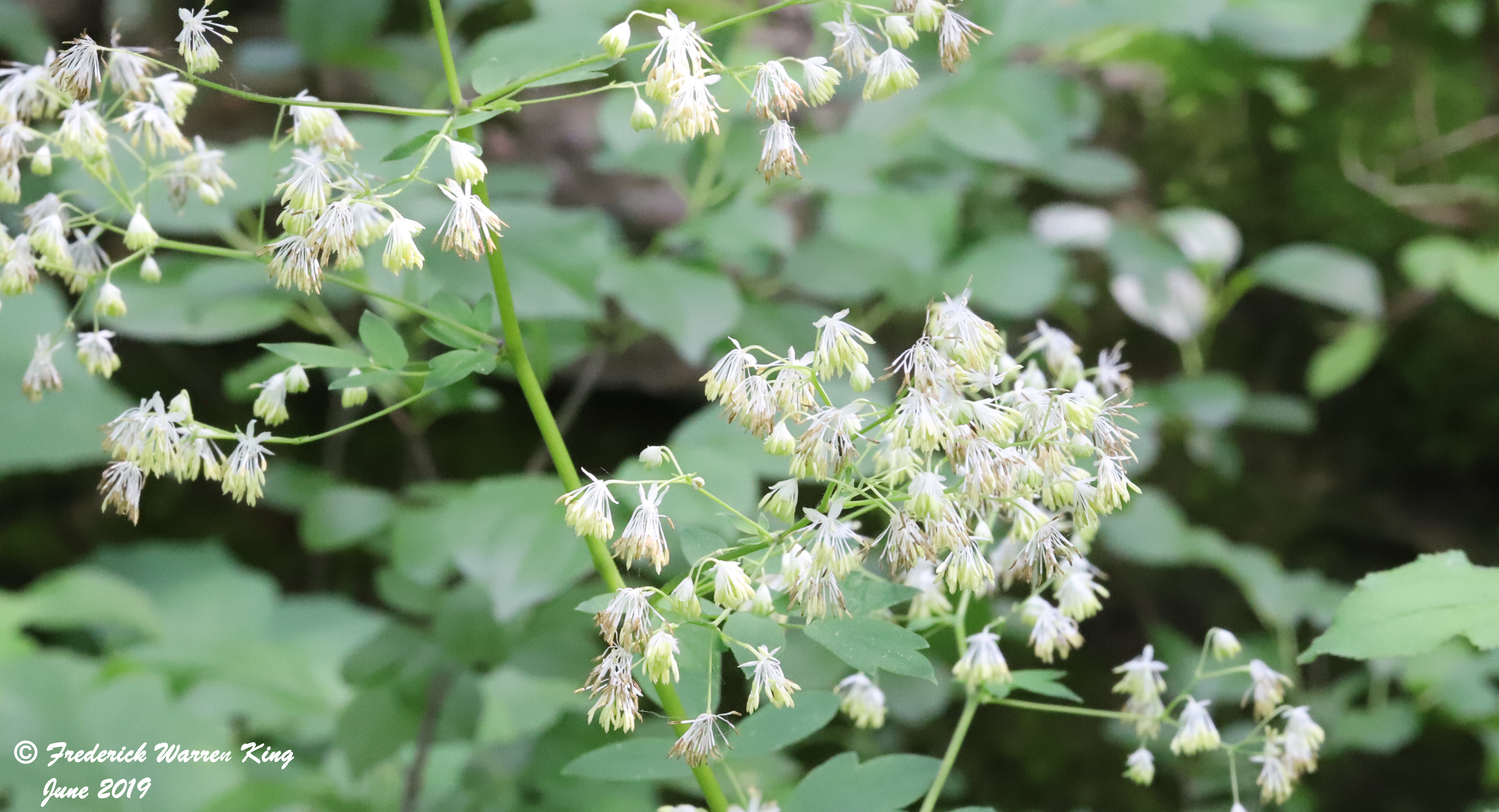 putnam-Thalictrum-dasycarpum-06-29-2019-IMG_2008.JPG