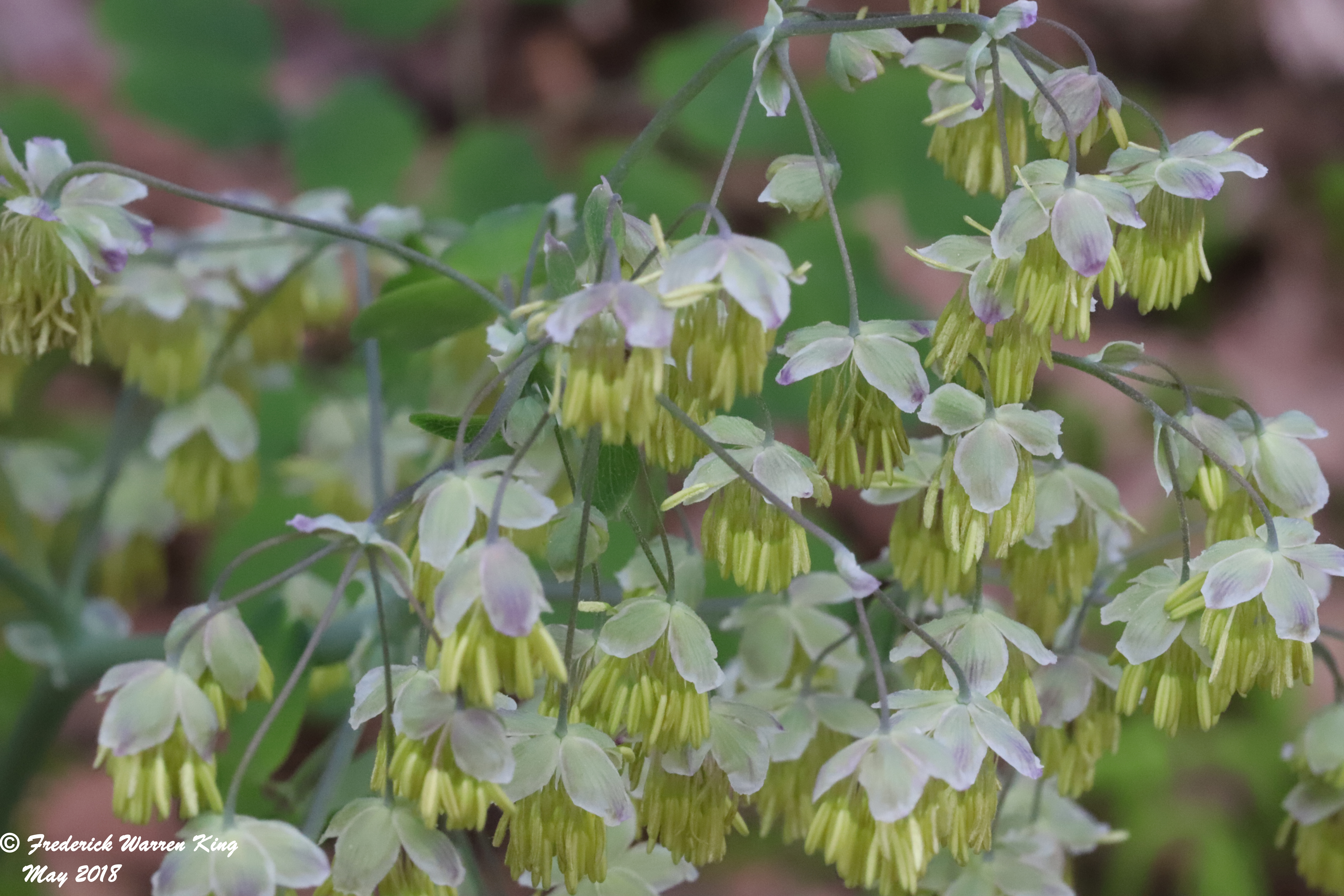 putnam-Thalictrum-dioicum-05-12-2018-IMG_0106.JPG
