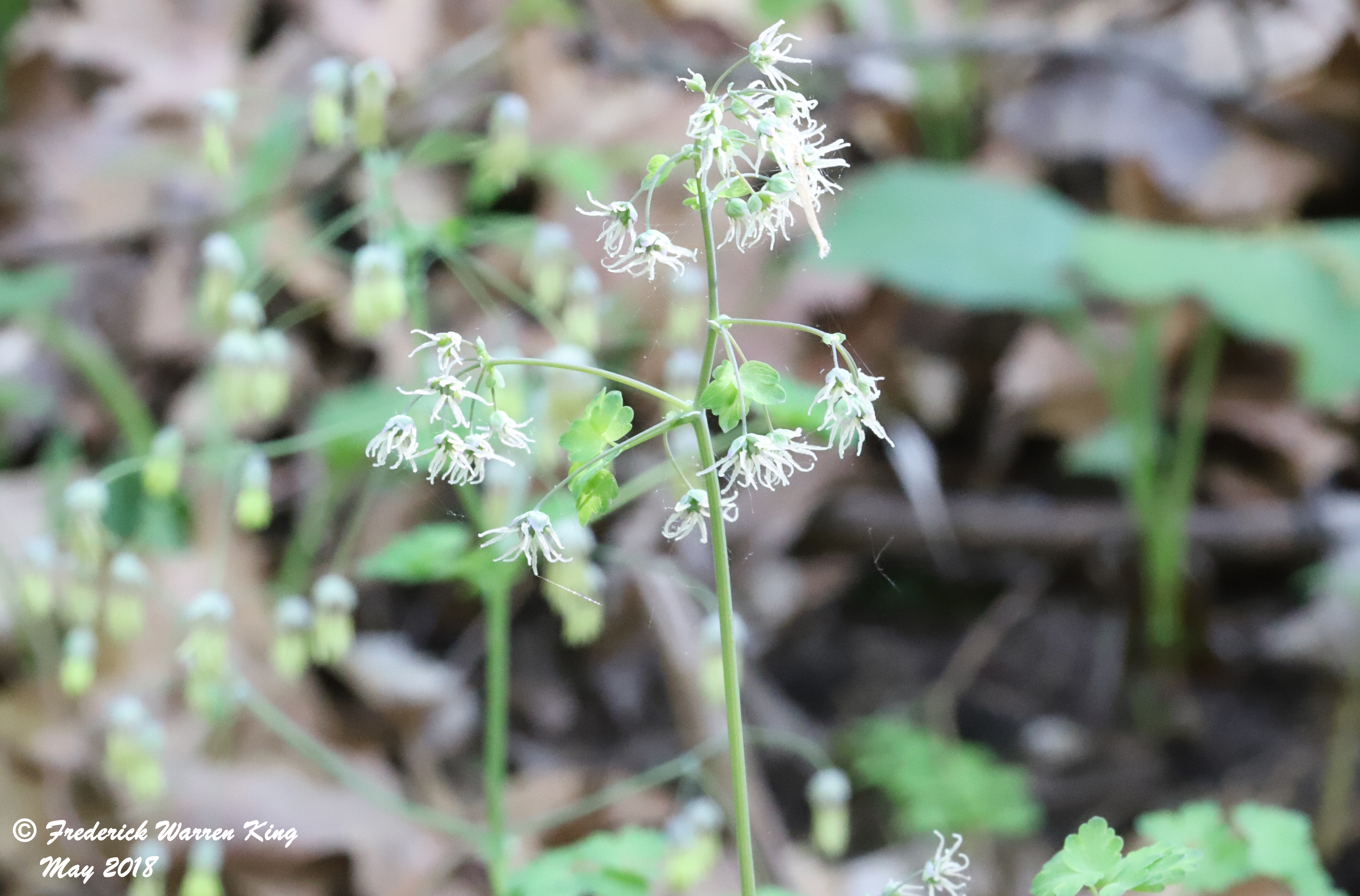 putnam-Thalictrum-dioicum-05-17-2018-IMG_0137.JPG