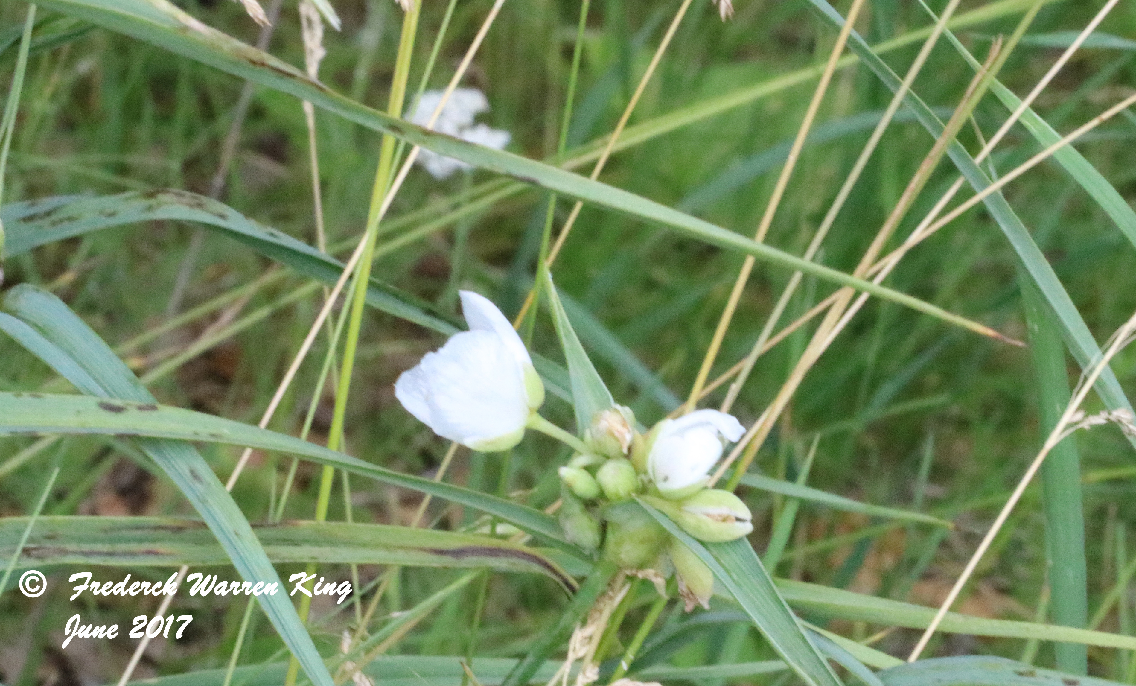 putnam-Tradescantia-ohiensis-06-18-2017-IMG_0787.JPG