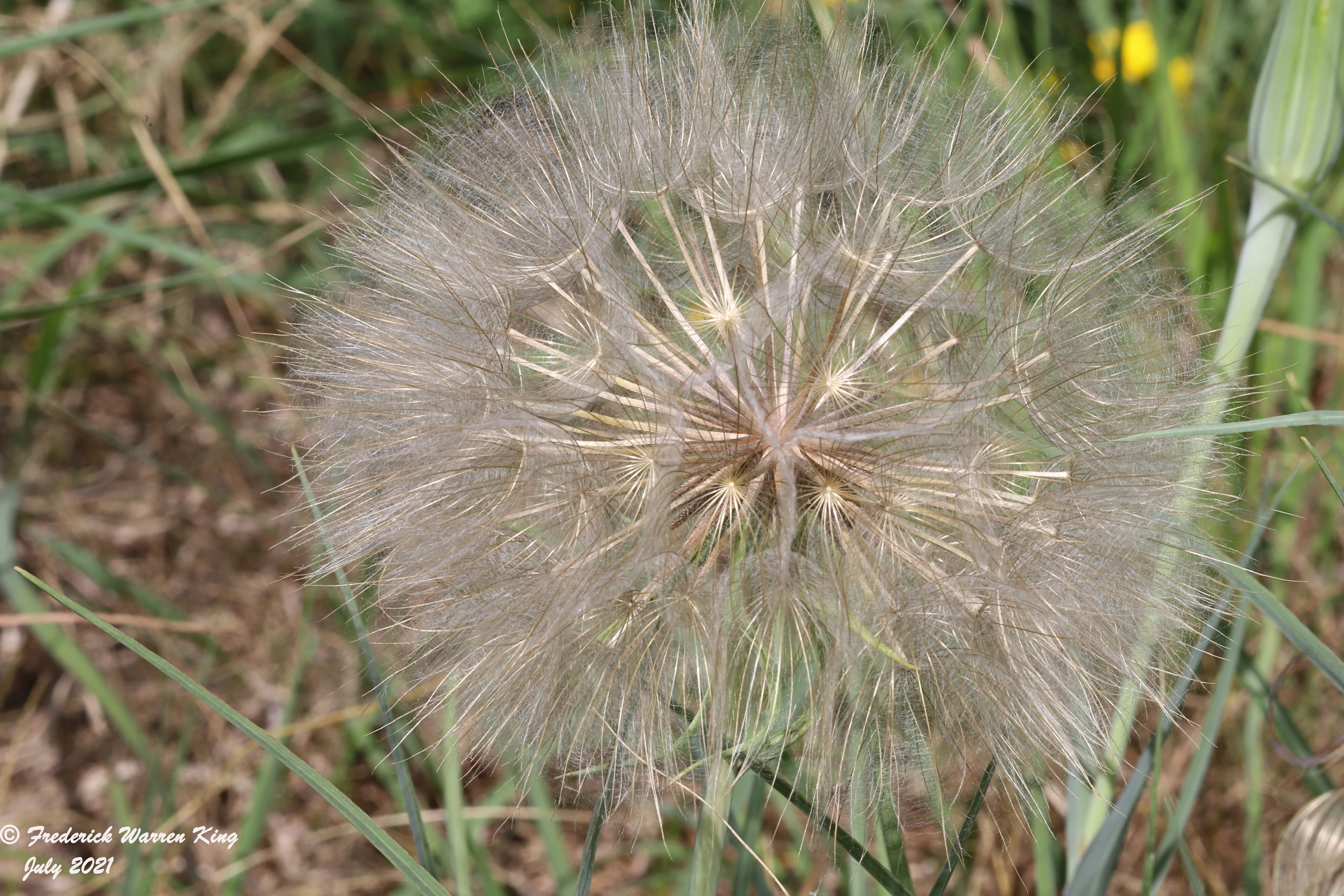 putnam-Tragopogon-dubius-06-27-2021-IMG_7194.JPG