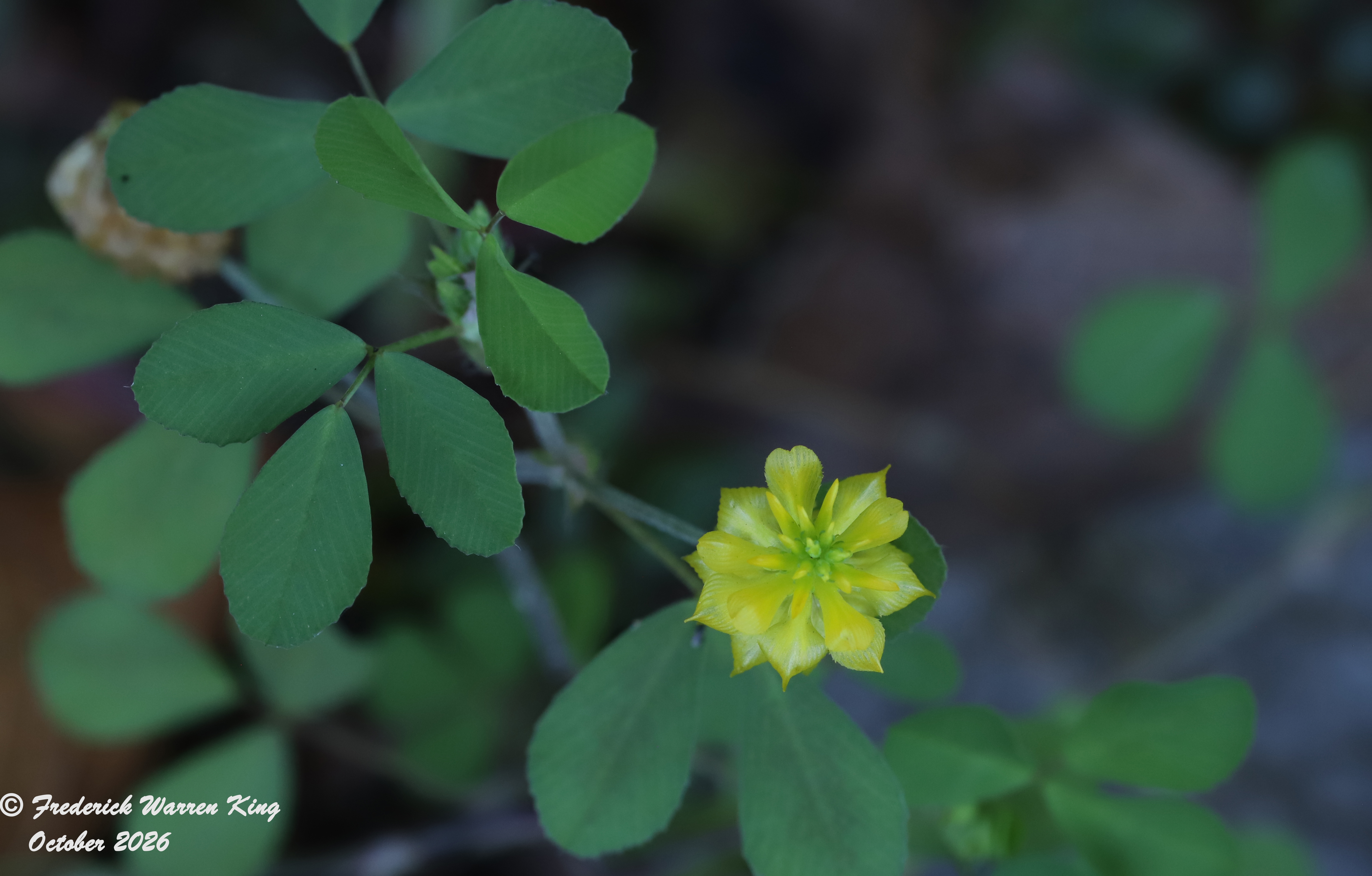 putnam-Trifolium-campestre-10-04-2026-IMG_6379.JPG