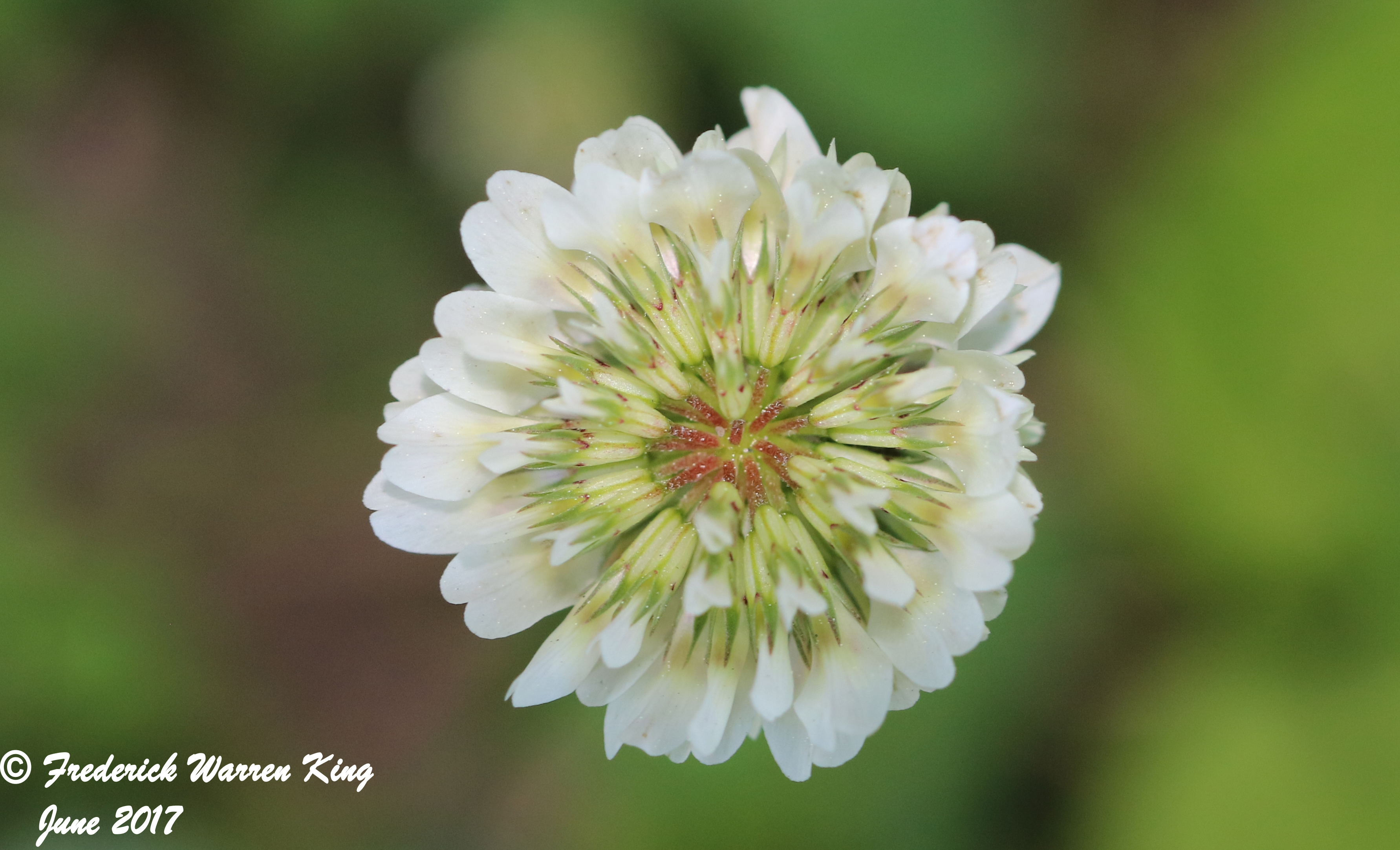 putnam-Trifolium-repens-06-06-2017-IMG_0646.JPG