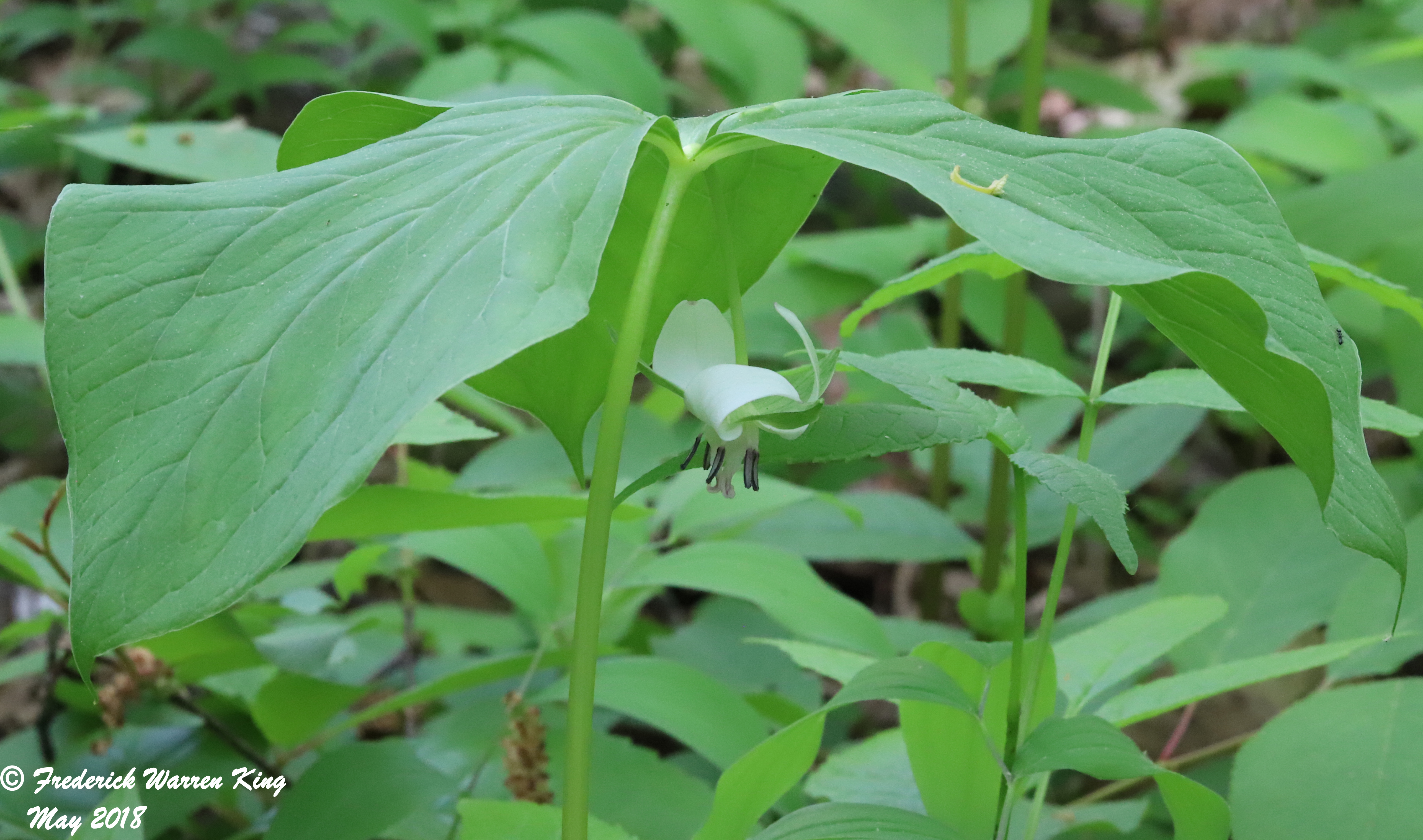 putnam-Trillium-cernuum-05-23-2018-IMG_0155.JPG