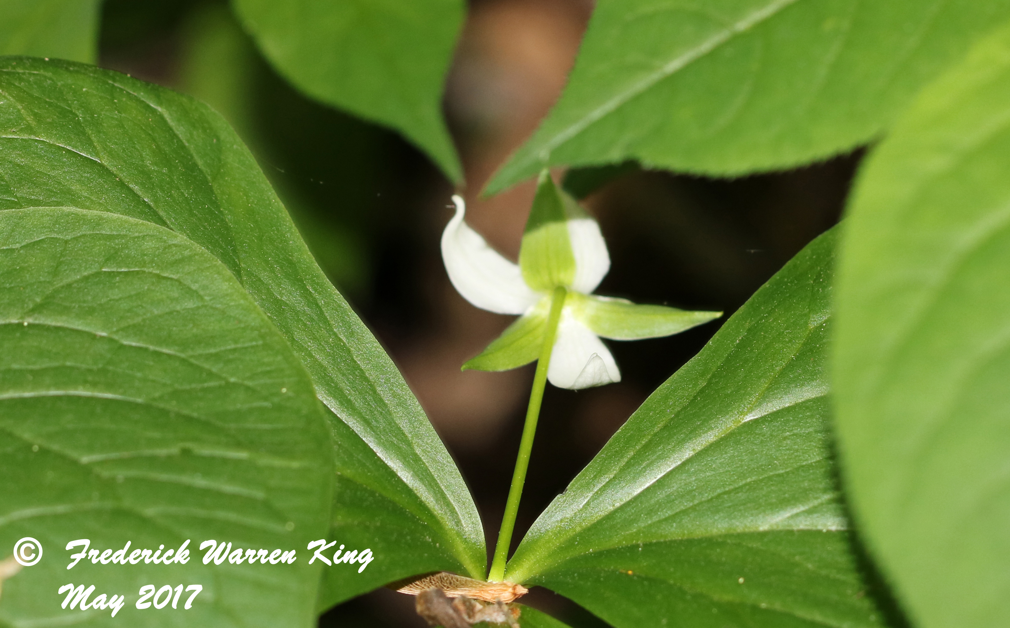 putnam-Trillium-cernuum-05-29-2017-IMG_0557.JPG