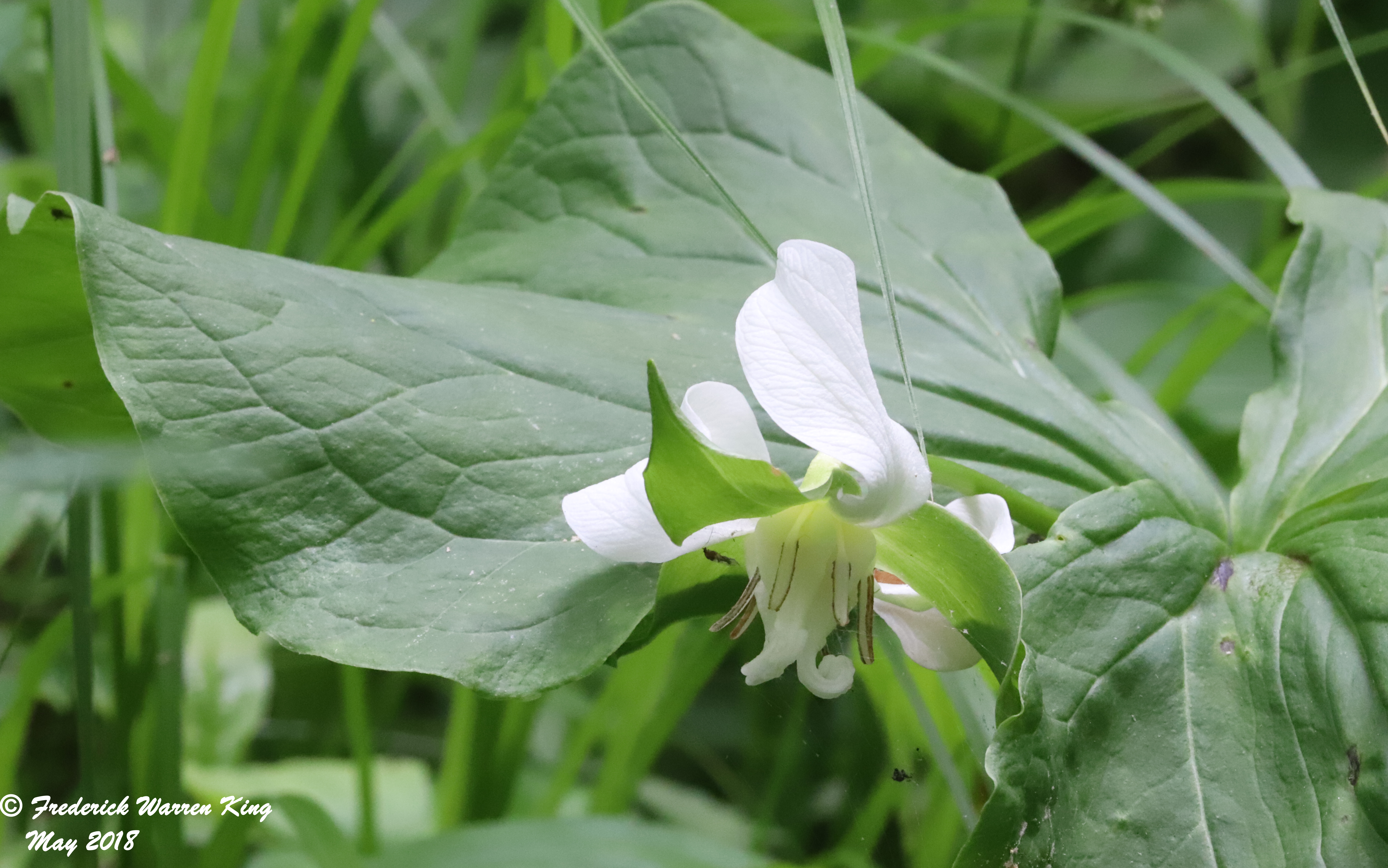 putnam-Trillium-flexipes-05-27-2018-IMG_0237.JPG