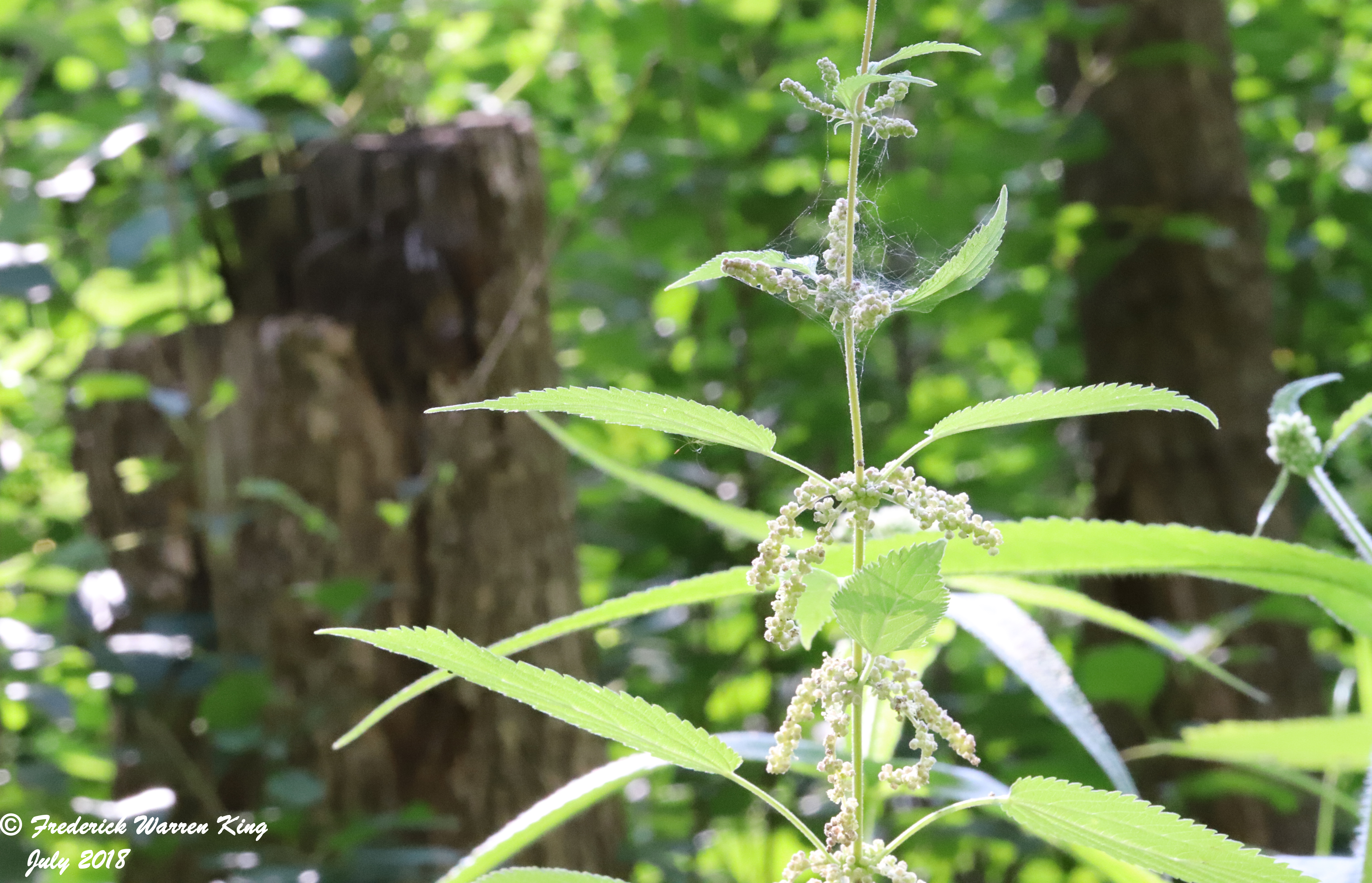 putnam-Urtica-dioica-07-28-2018-IMG_0672.JPG
