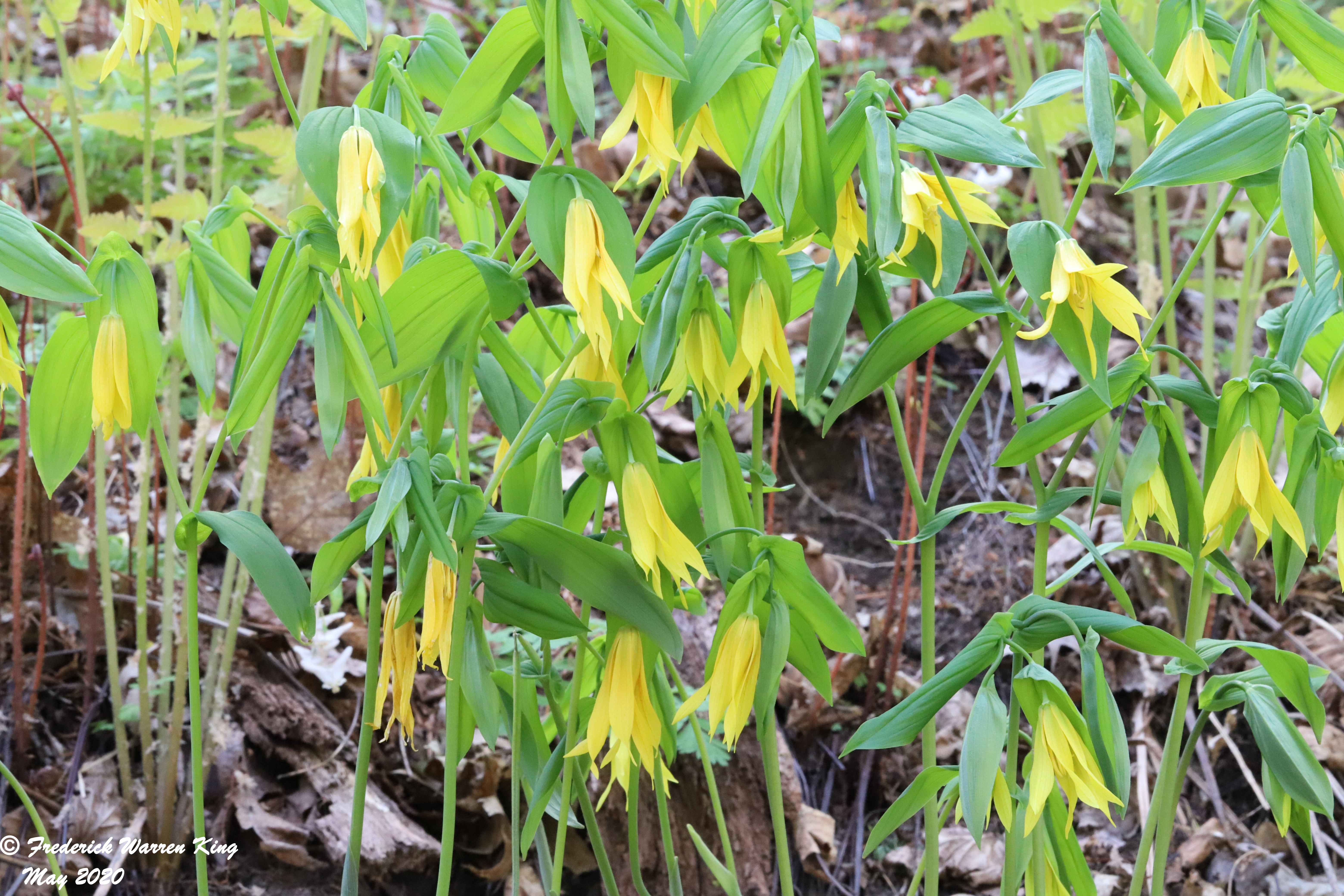 putnam-Uvularia-grandiflora-05-15-2020-IMG_3568.JPG