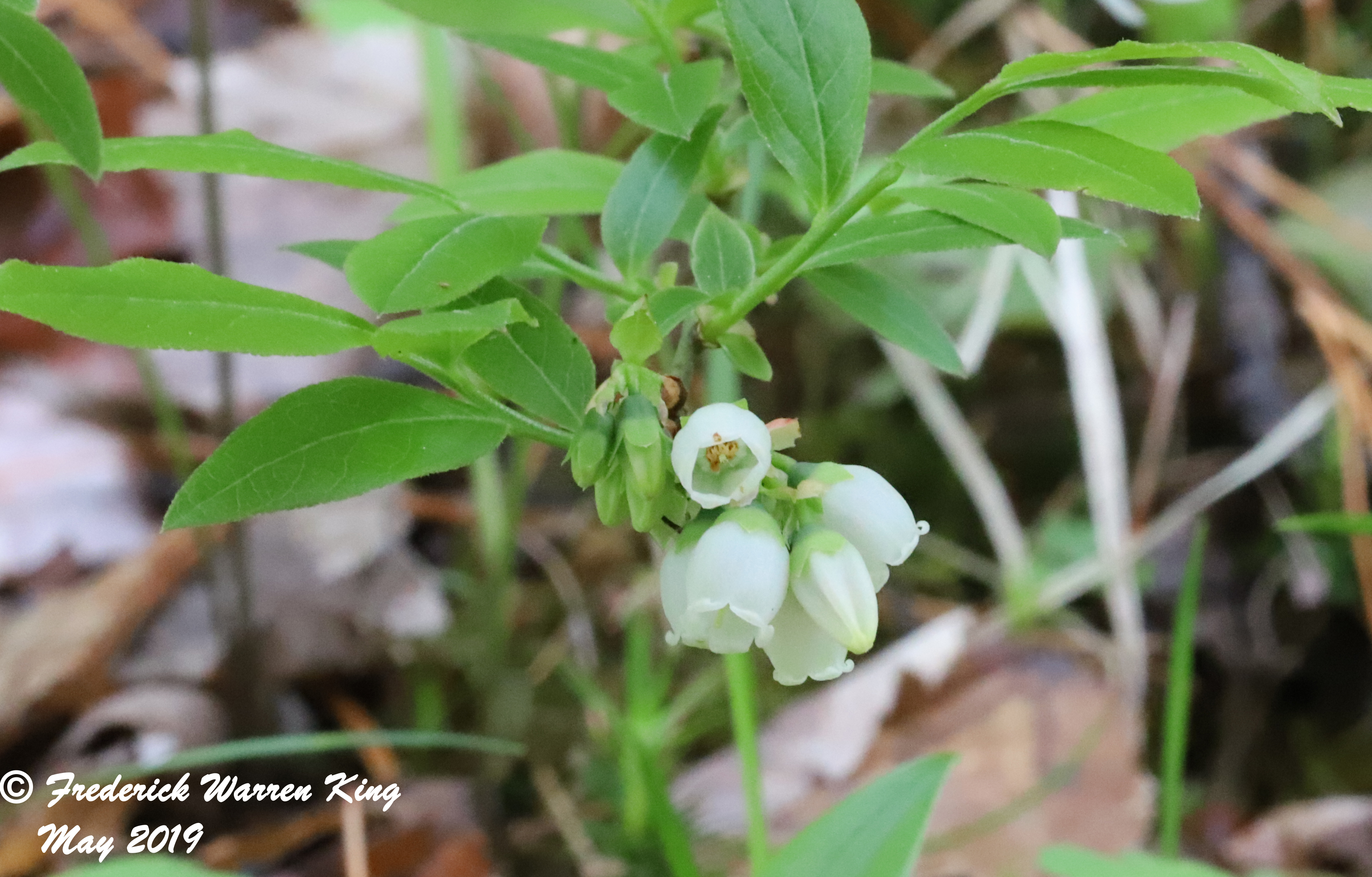 putnam-Vaccinium-angustifolium-05-18-2019-IMG_1496.JPG